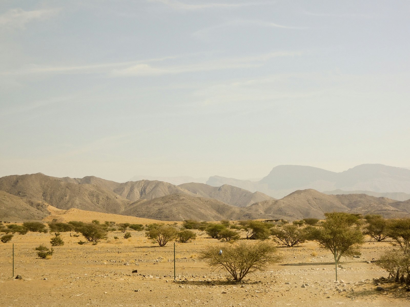 Frankincense tree in Wadi Dawkah, Dhofar Mountains, Oman  © dr322 / Getty Images