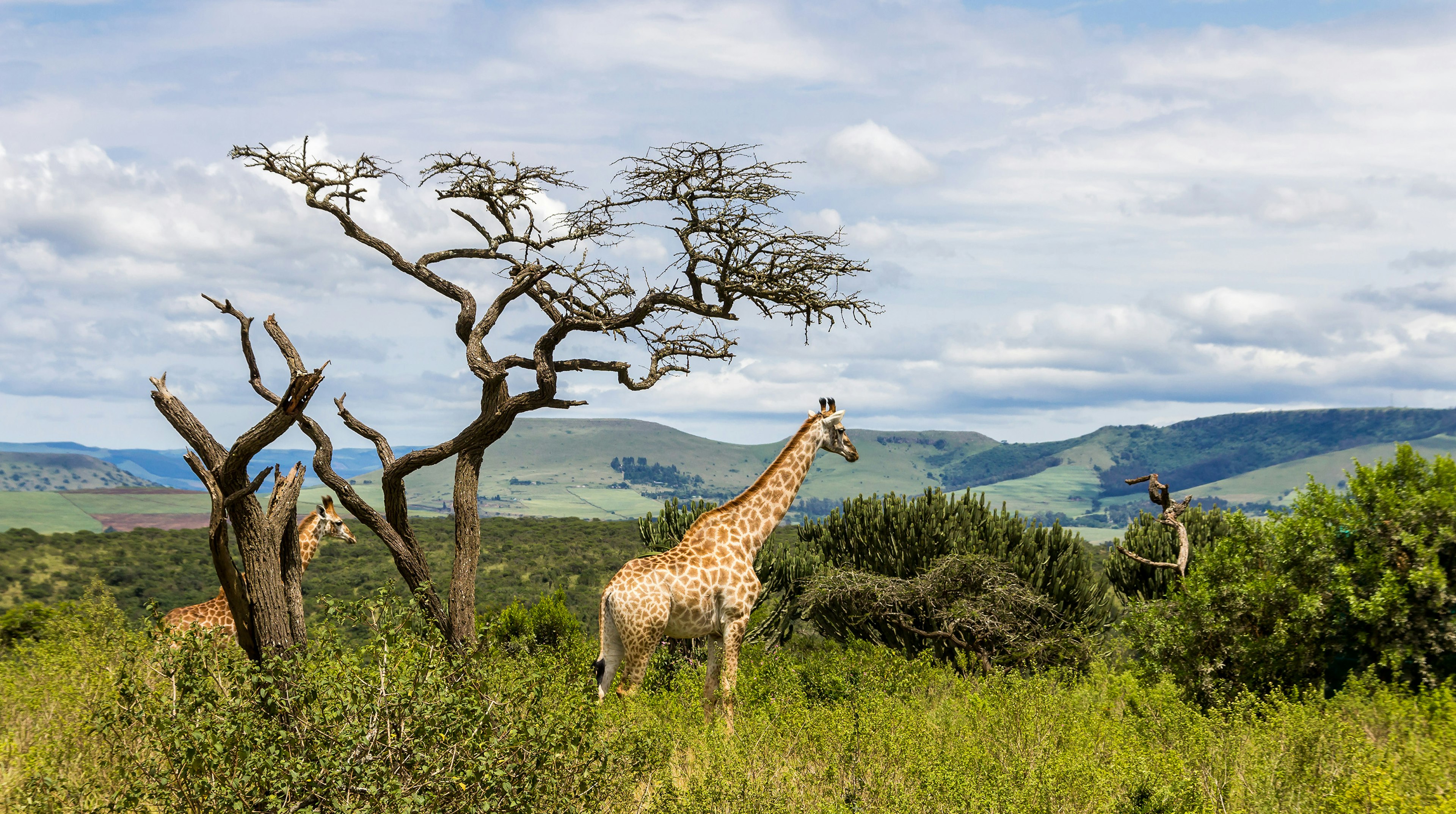 A giraffe stands in the South African wild