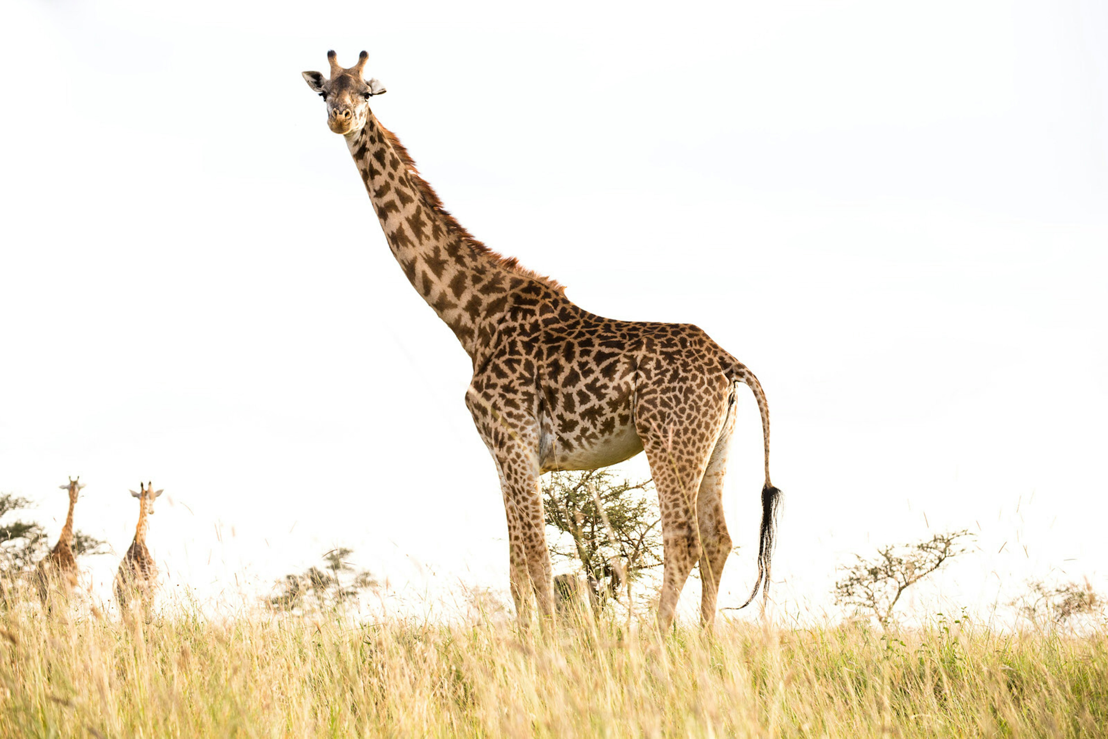 A large standing against a white-sky backdrop, with two distant giraffe walking away. © Maria Swärd / Getty Images