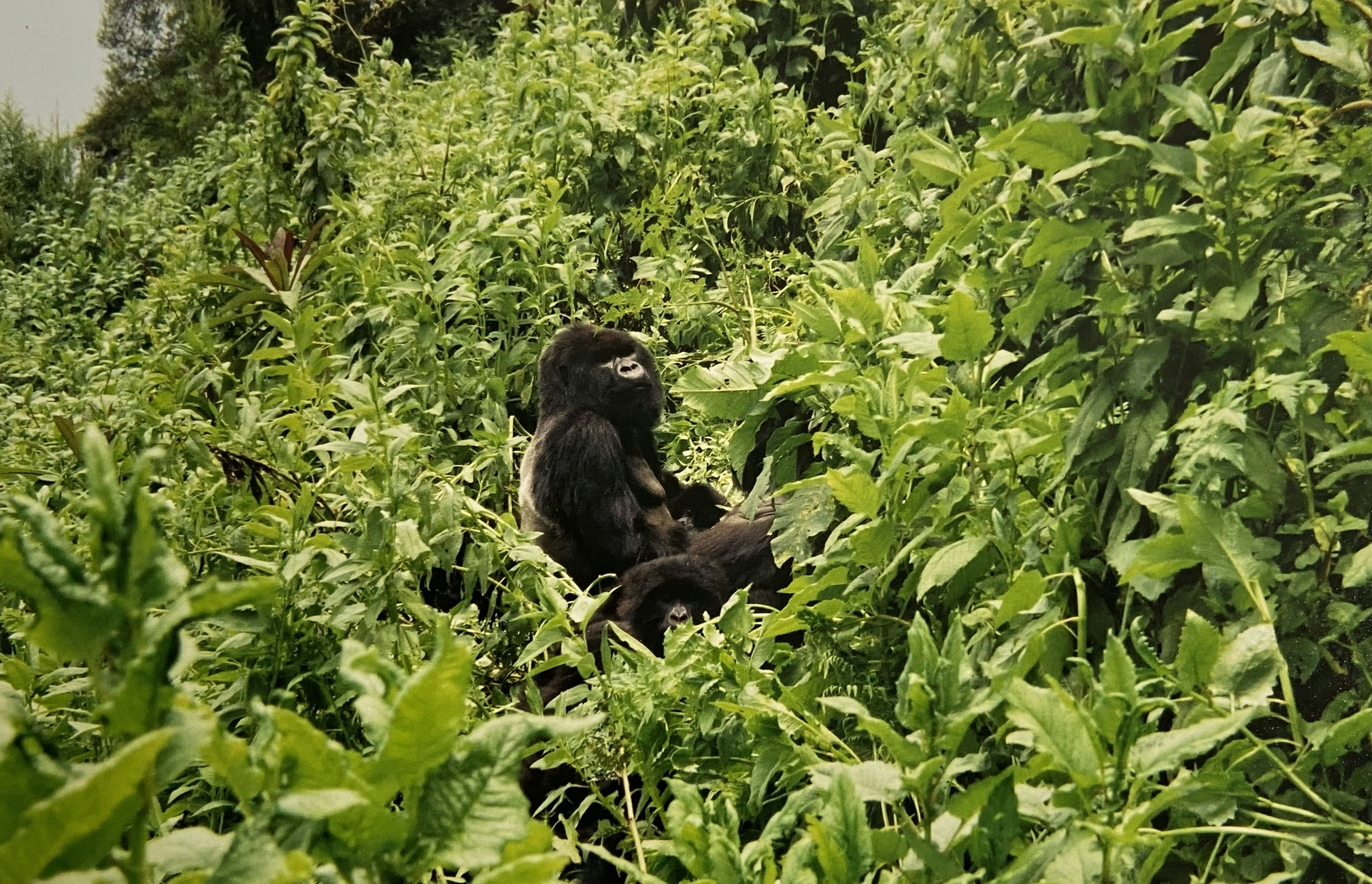 A silverback gorilla stands in dense vegetation, with its side to the camera and its head facing it.