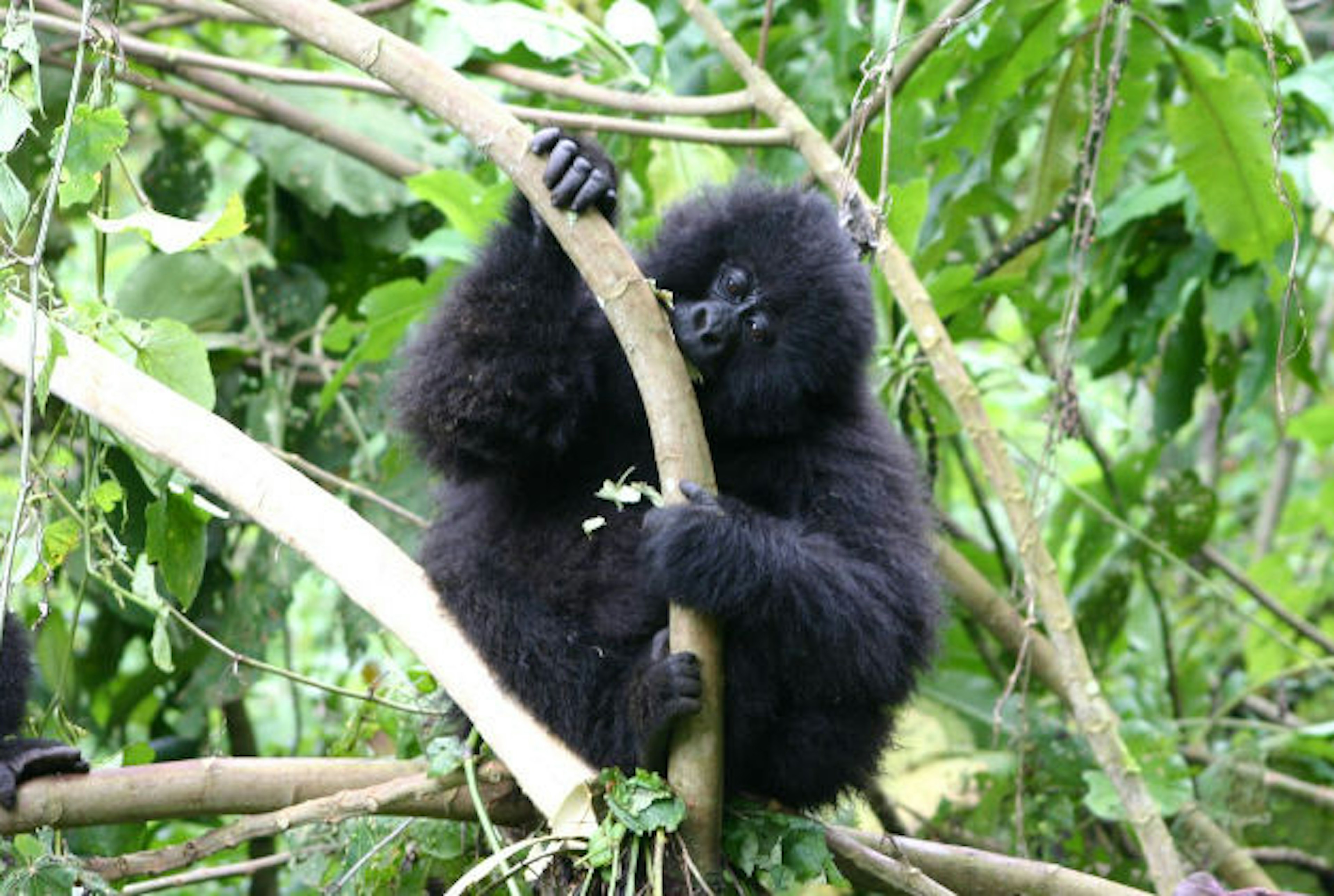 A baby gorilla in the Volcanoes National Park, Rwanda.