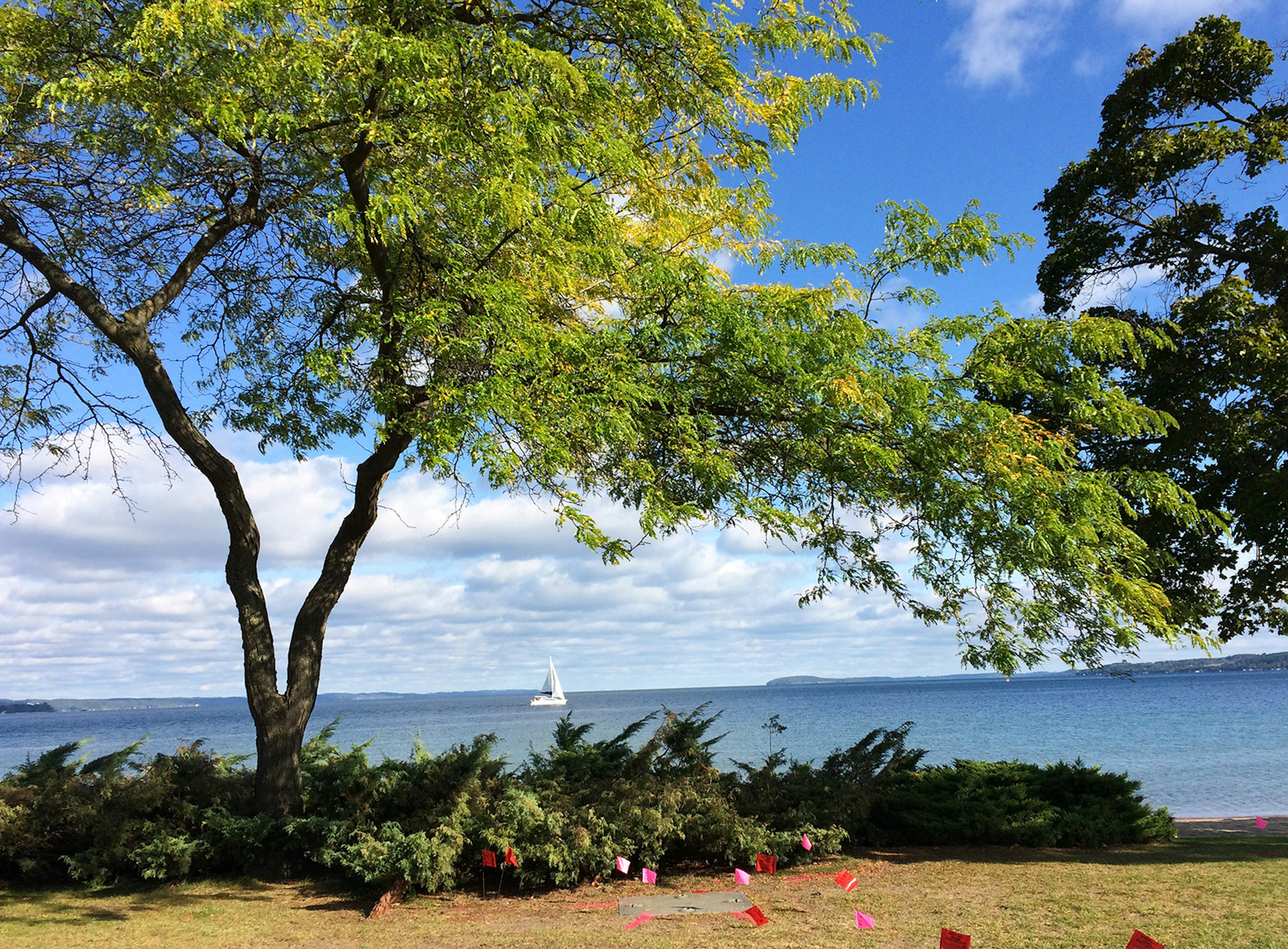 A sailboat on Grand Traverse Bay is framed by a green tree and a sandy beach