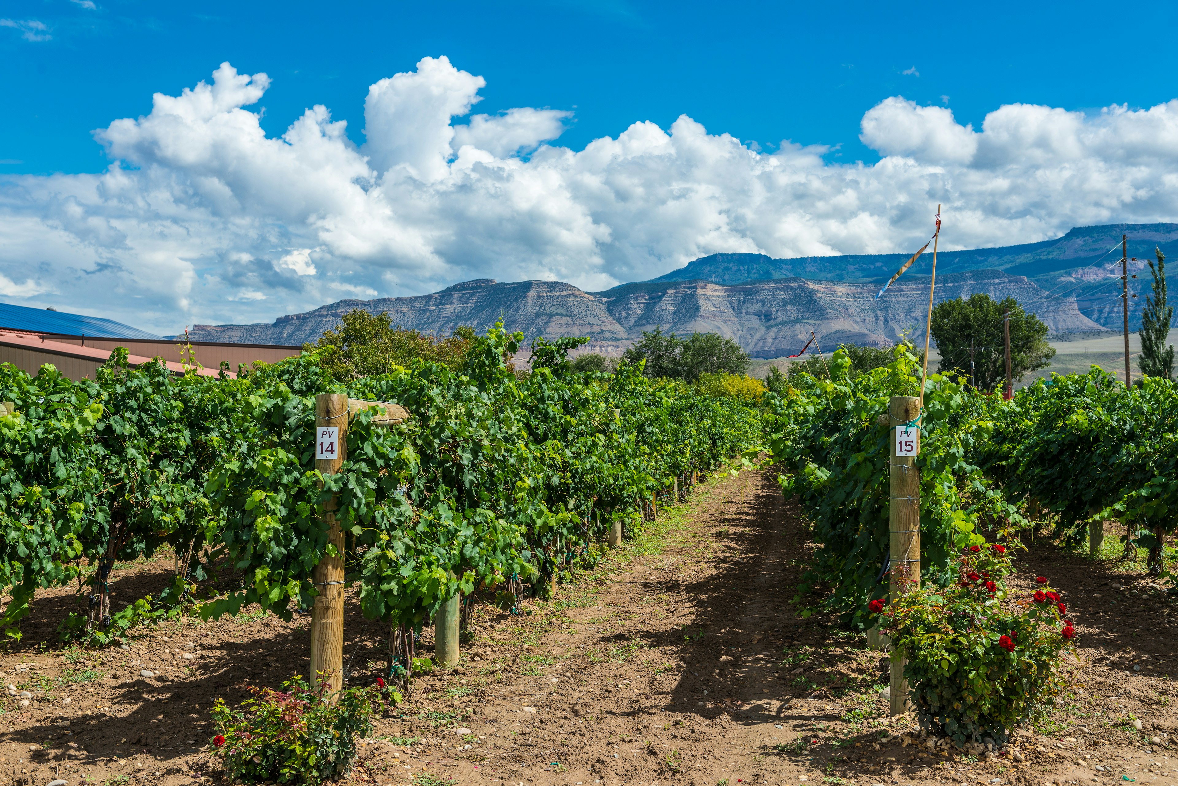 Sample wines while viewing the mountain-studded horizon in Grand Valley, Colorado