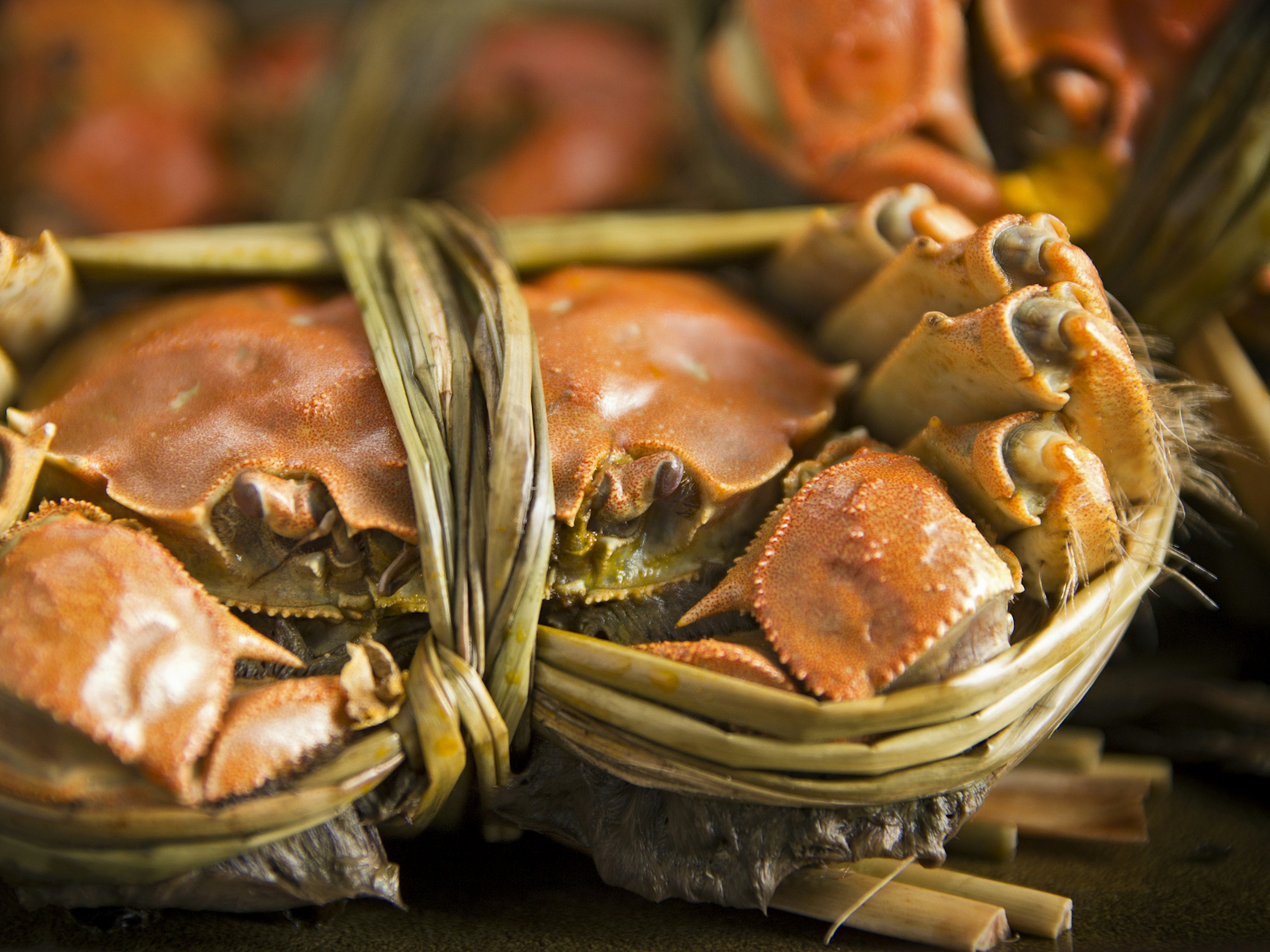 A hairy crab prepared for cooking