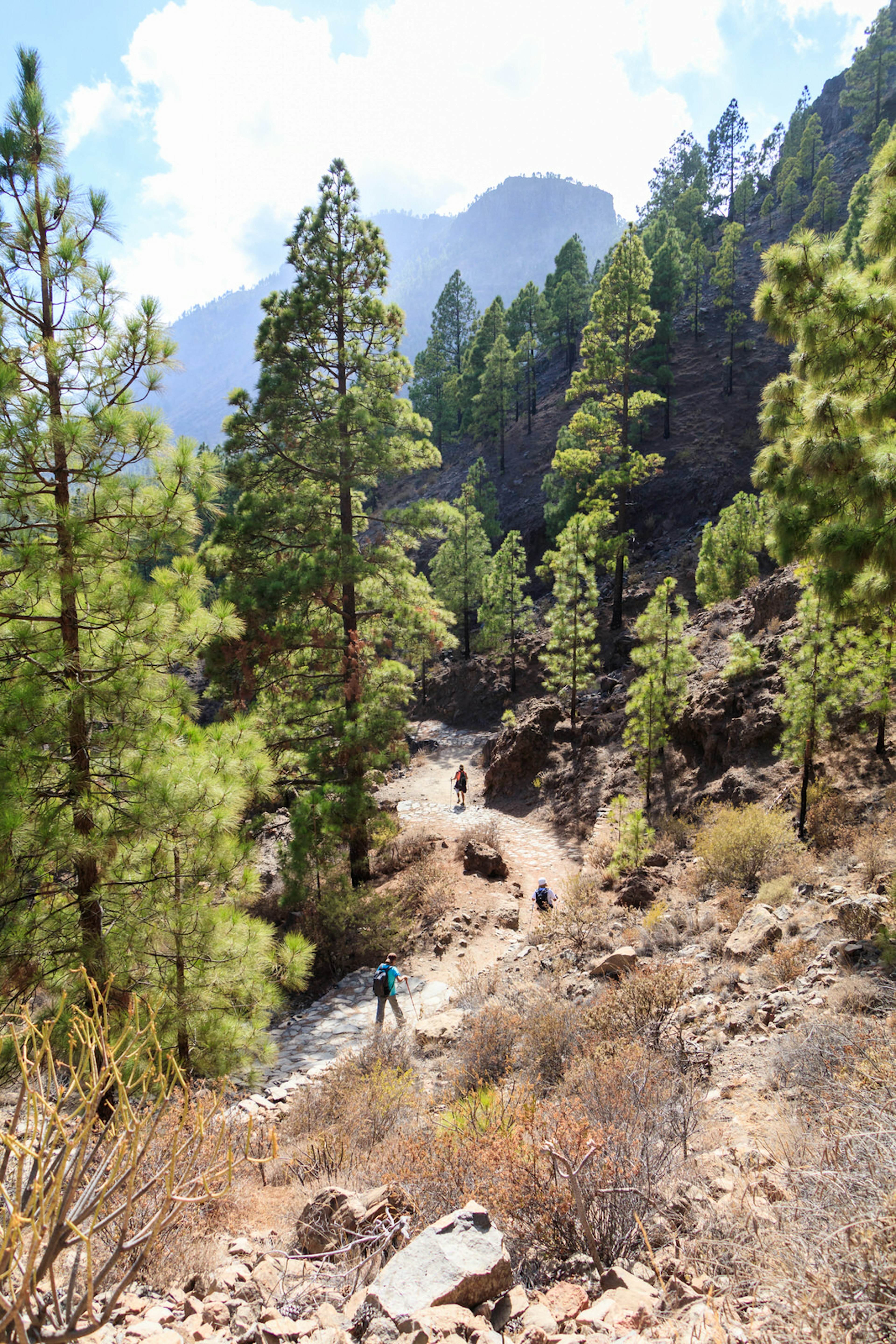 Hiking through pine trees on the way to San Bartolomé de Tirajana © Gran Canaria Natural and Active