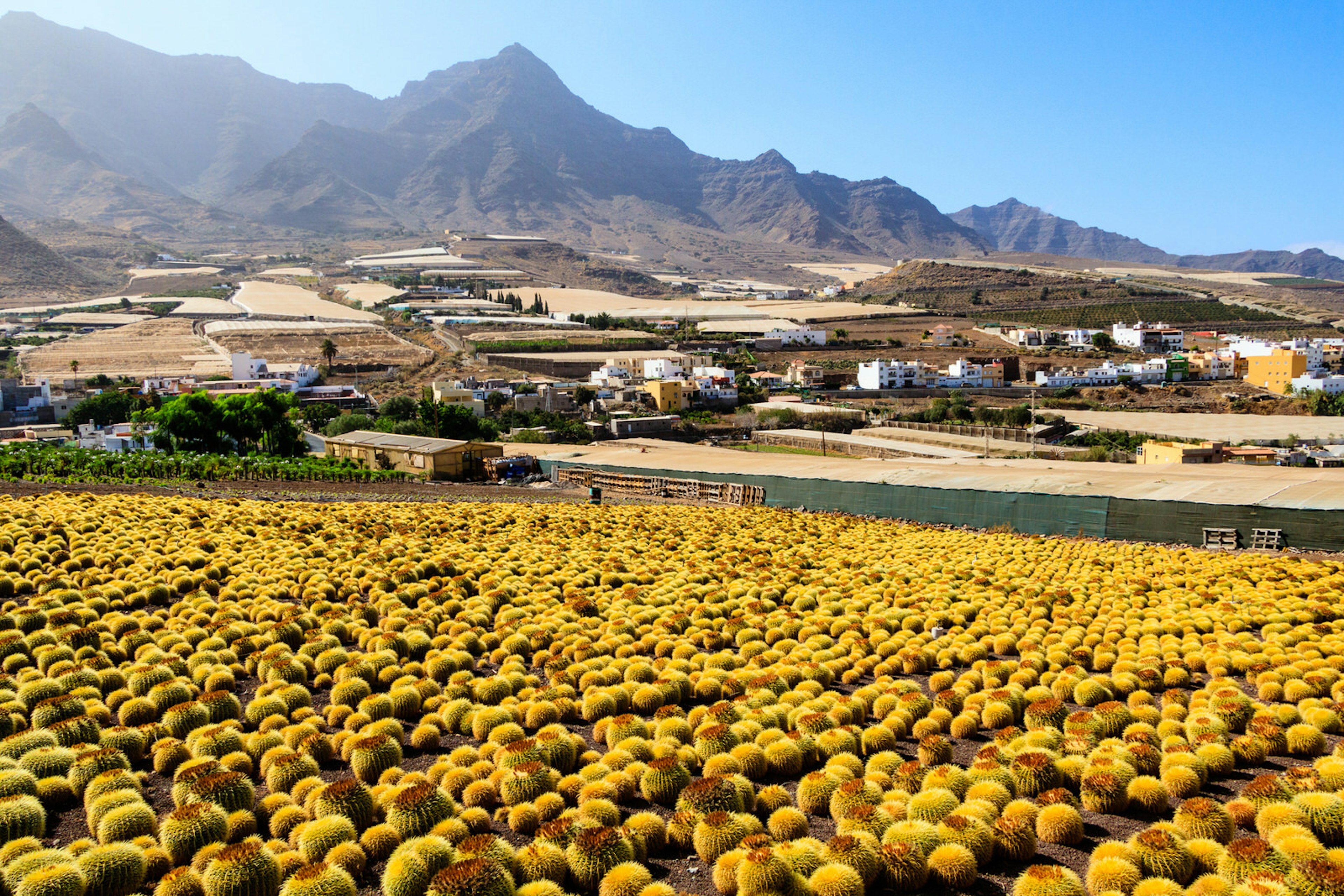 Cacti and farmland on the approach to La Aldea © Gran Canaria Natural and Active