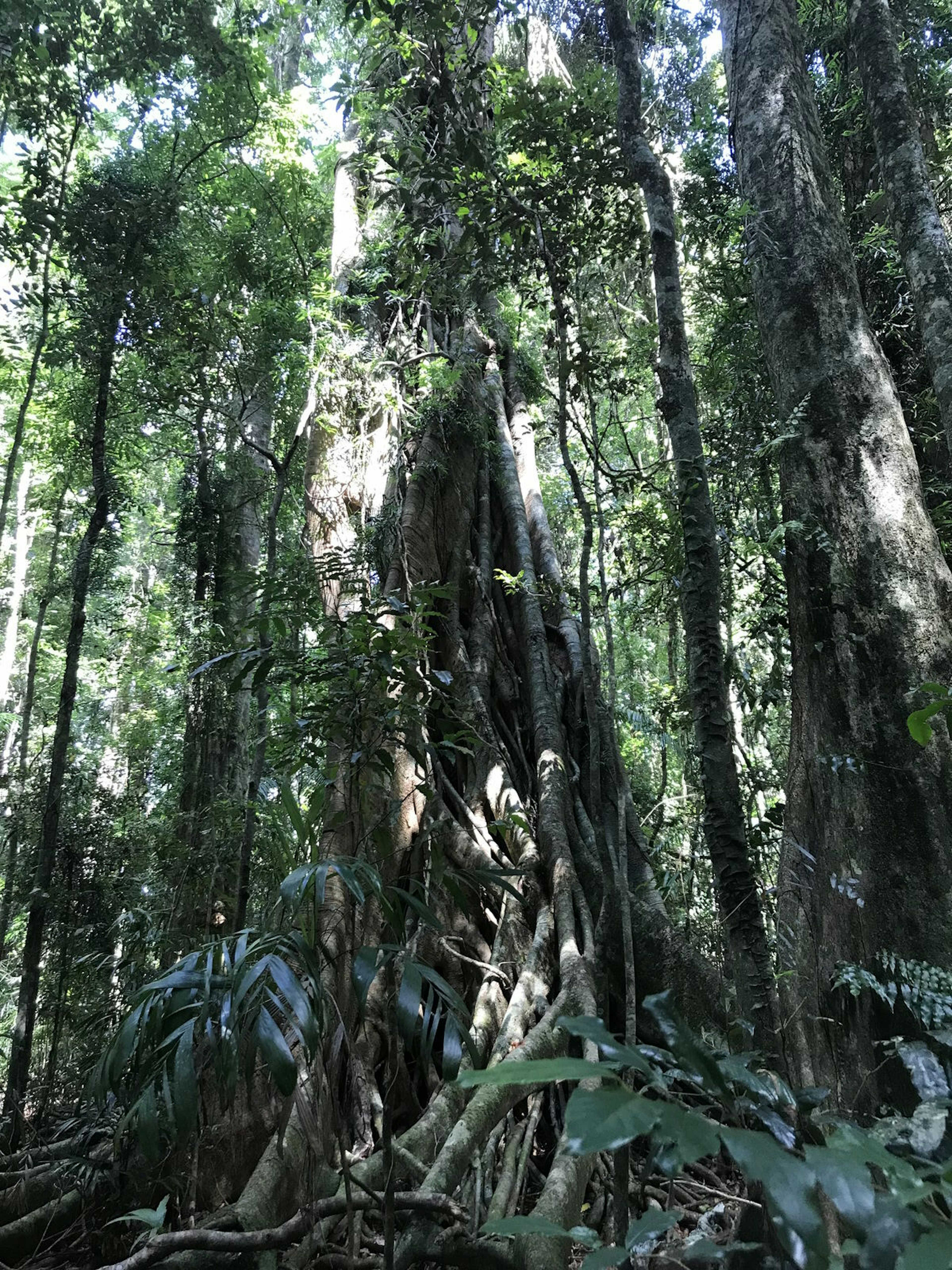 Drag yourself away from the beach to explore the stunning hinterland of the Sunshine Coast