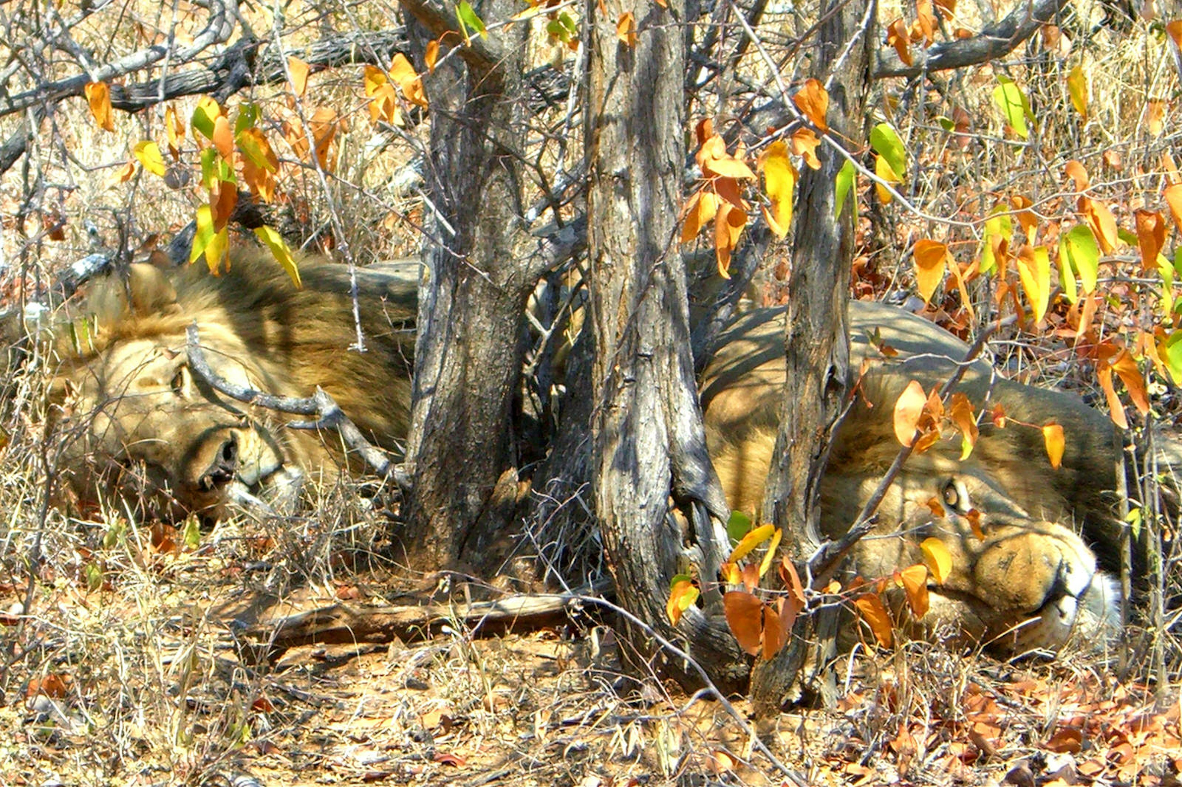Two male lions snooze under a tree in South Africa.