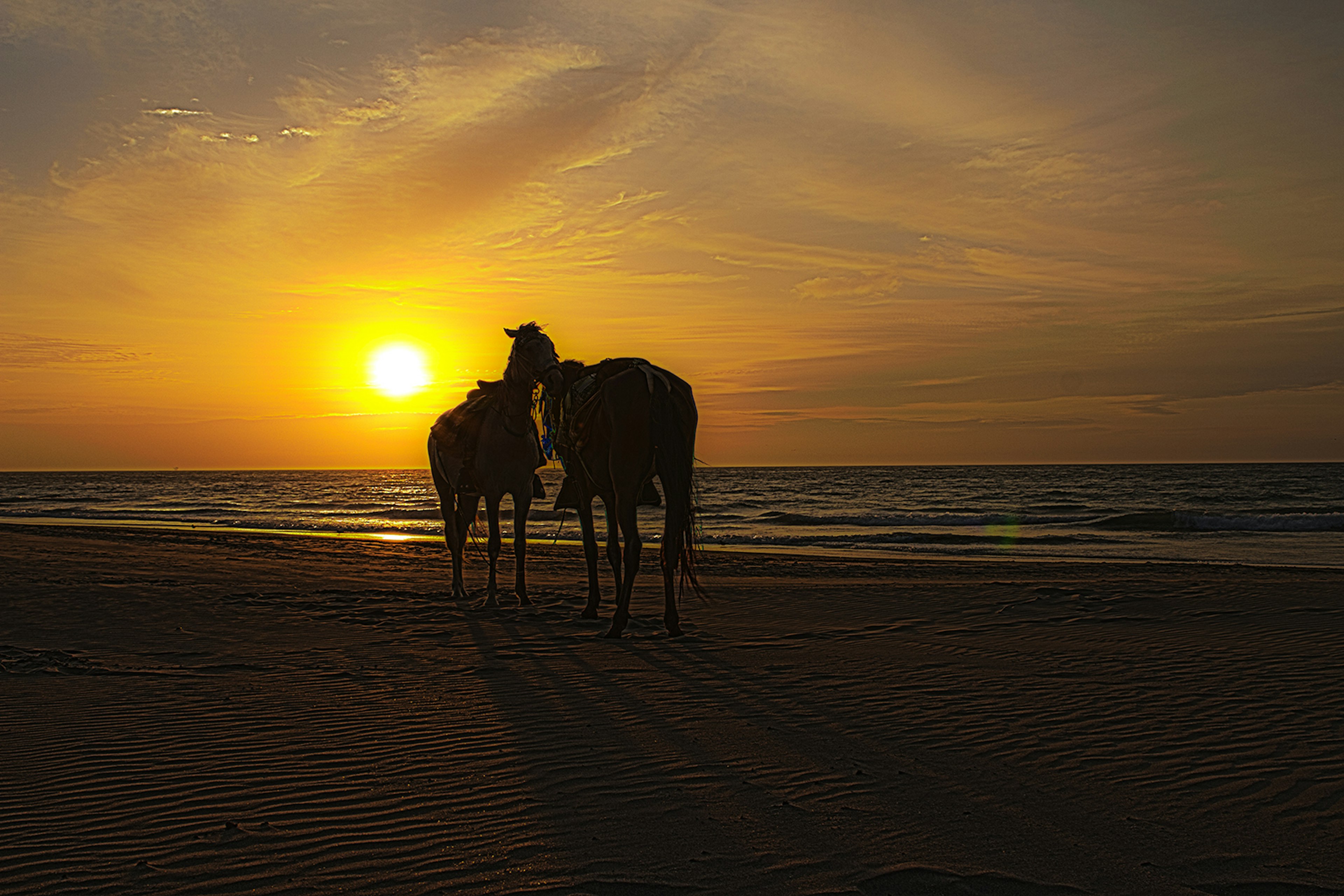 Horses stand on a beach, backlit by the sunset © Cristhian Fermin / shutterstock