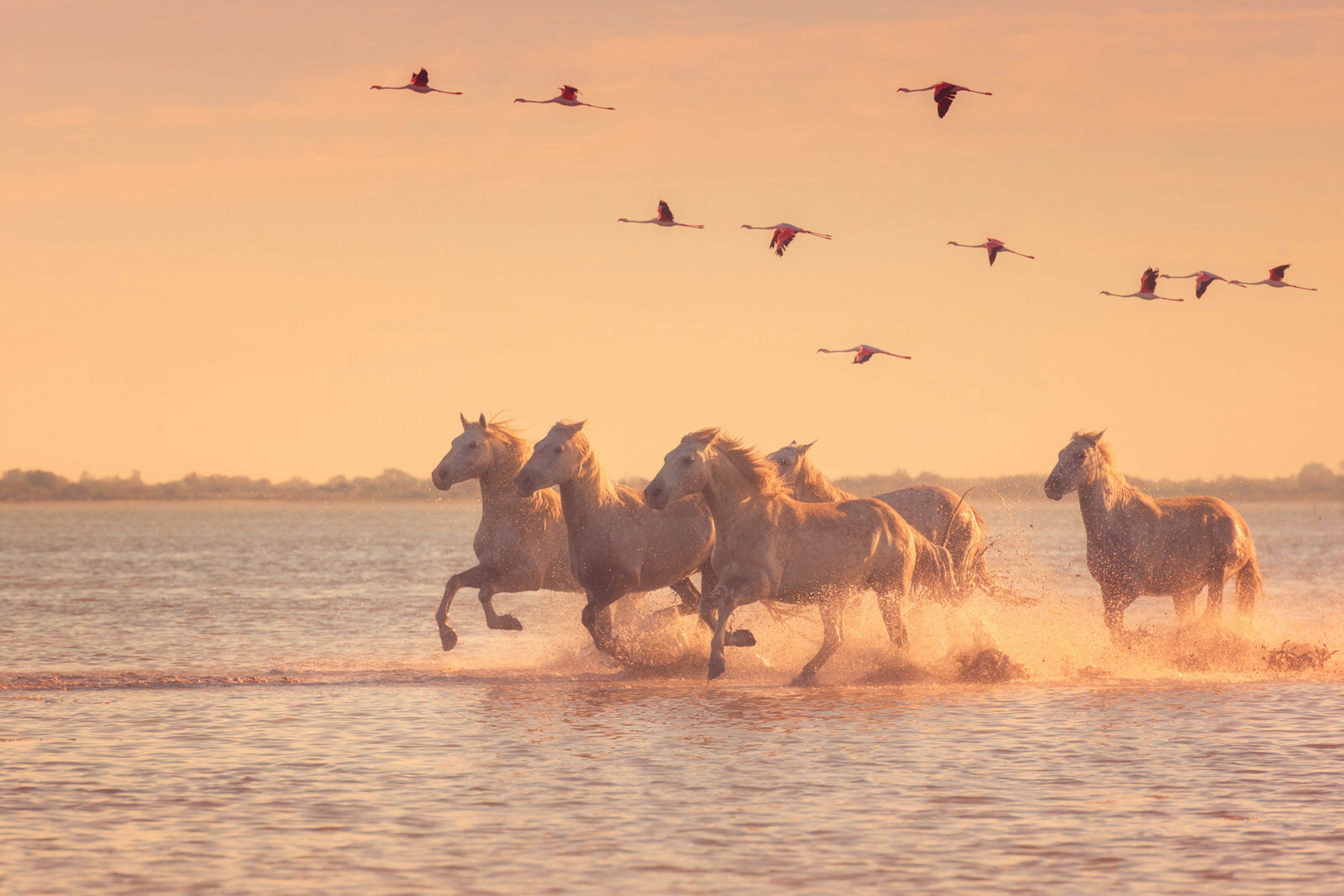 White horses and pink flamingos in the Camargue, France © Uhryn Larysa / Shutterstock