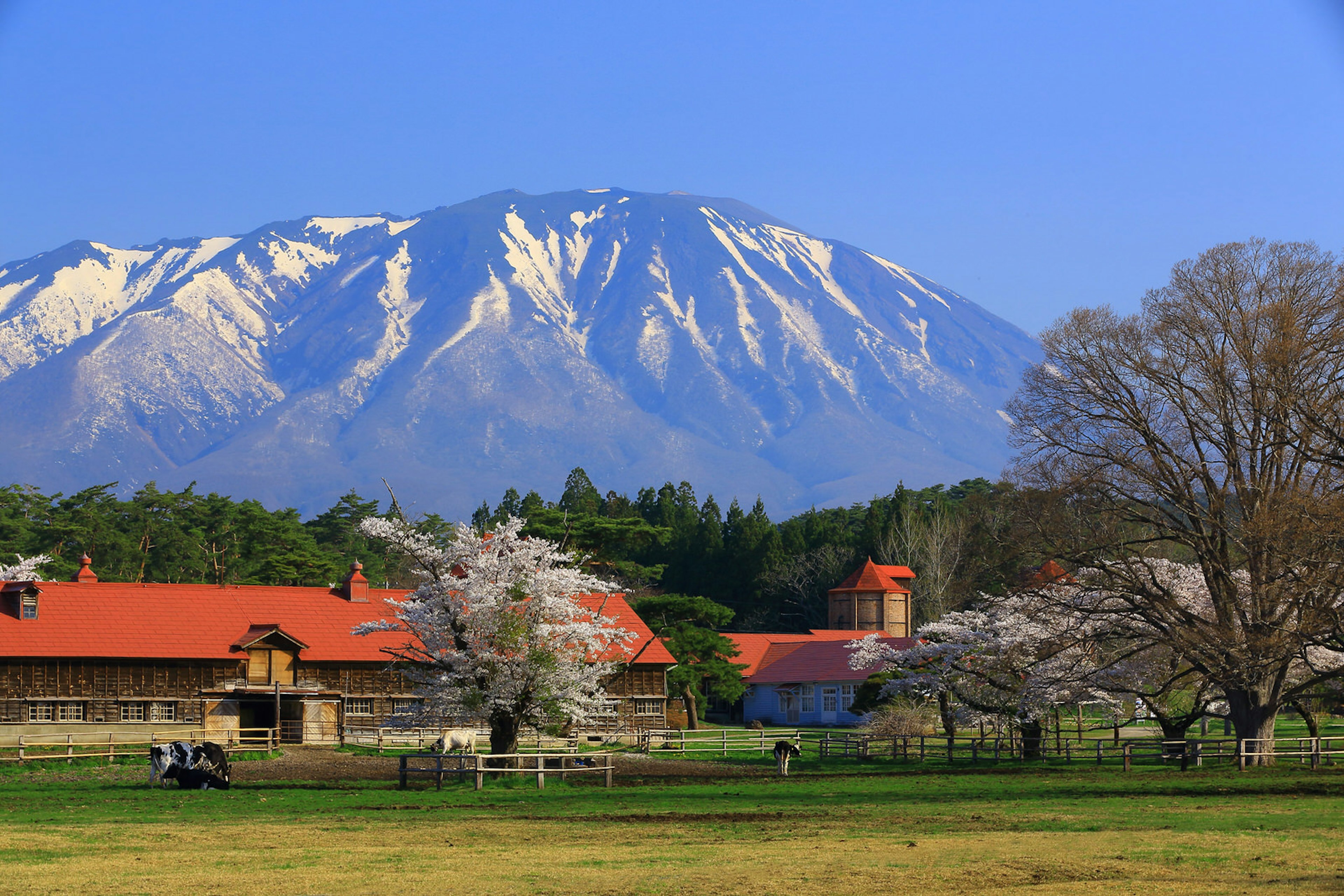 A flat green grassy farm field with farmhouse, with large snow-sprinkled mountain in the distance