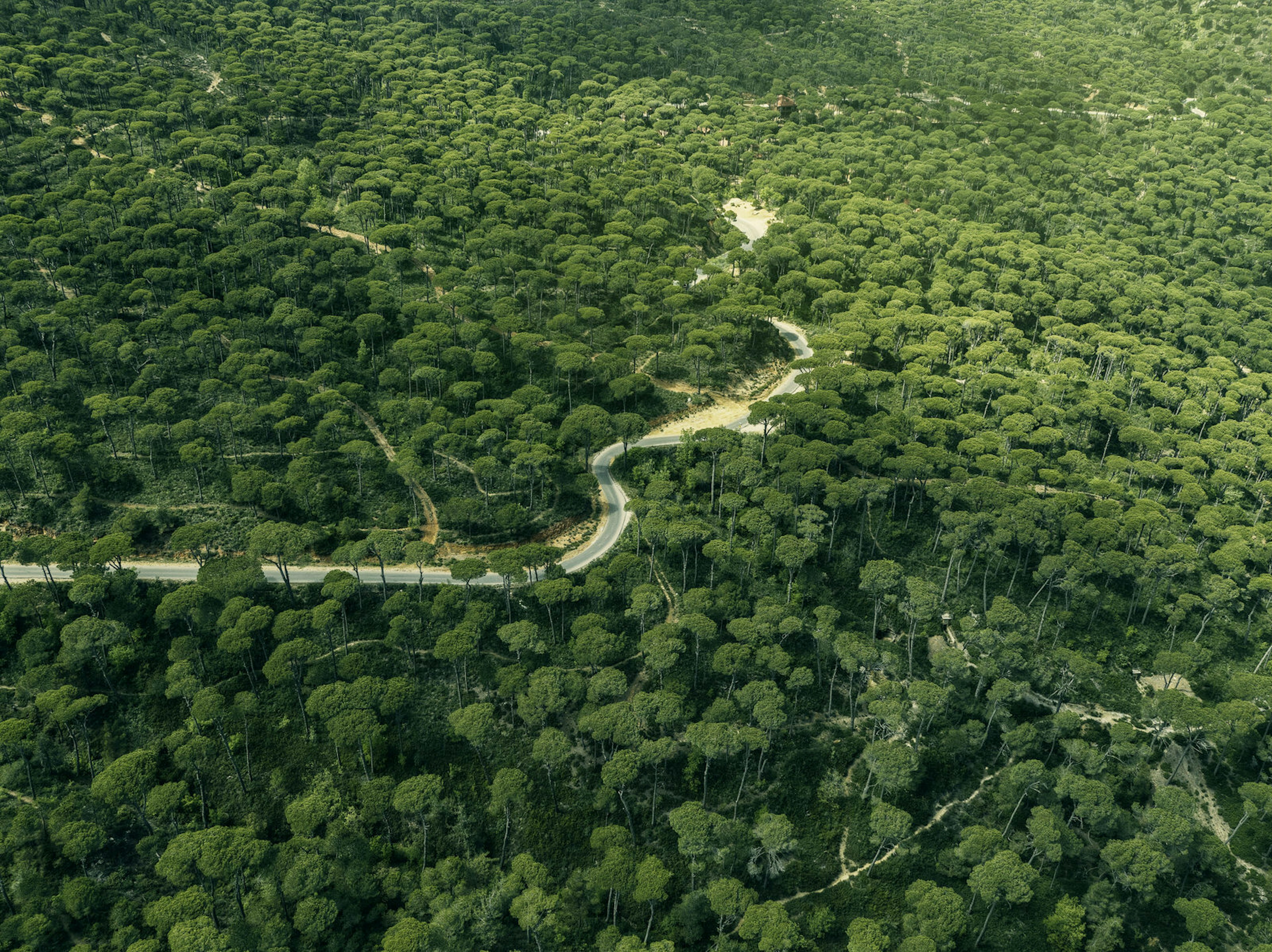 Aerial view of Jezzine Pine Forest, Lebanon. Image by diplomedia / Shutterstock