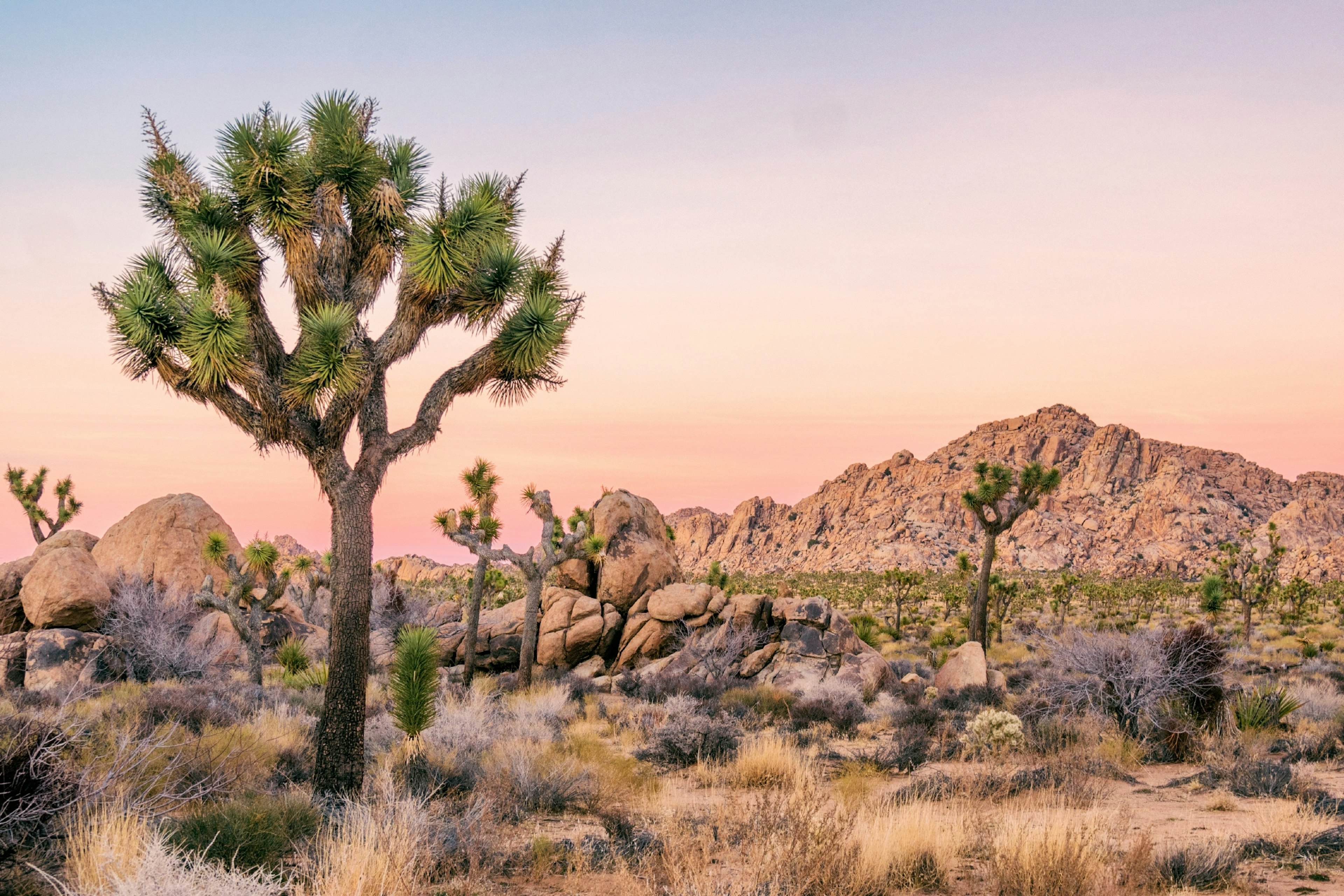 Joshua trees and rock terrain in California