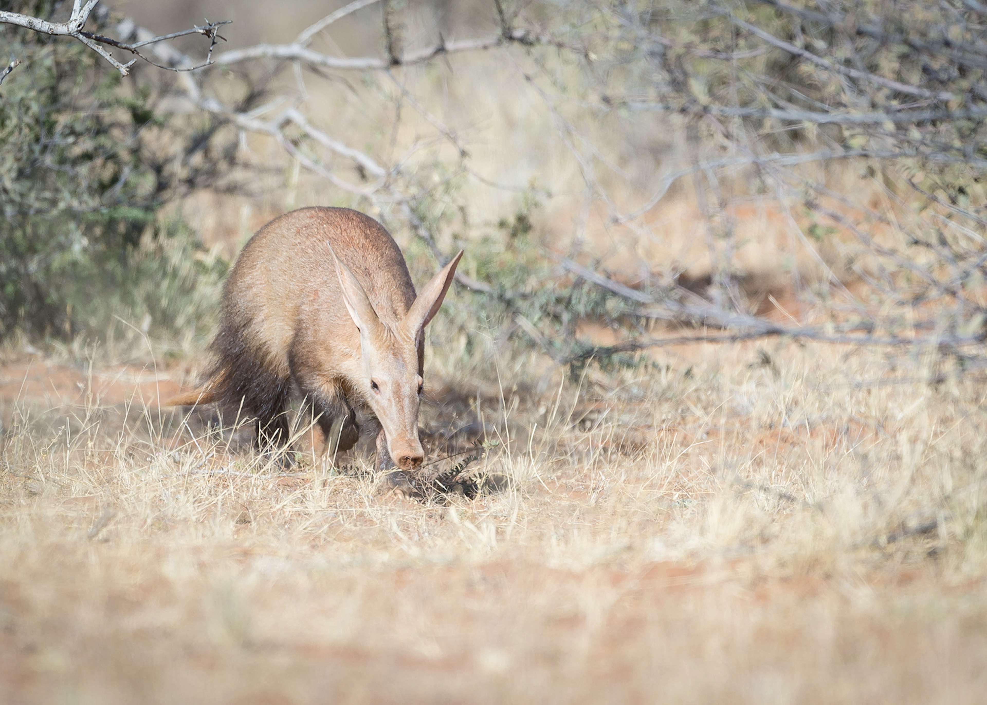 An aardvark in the African bush