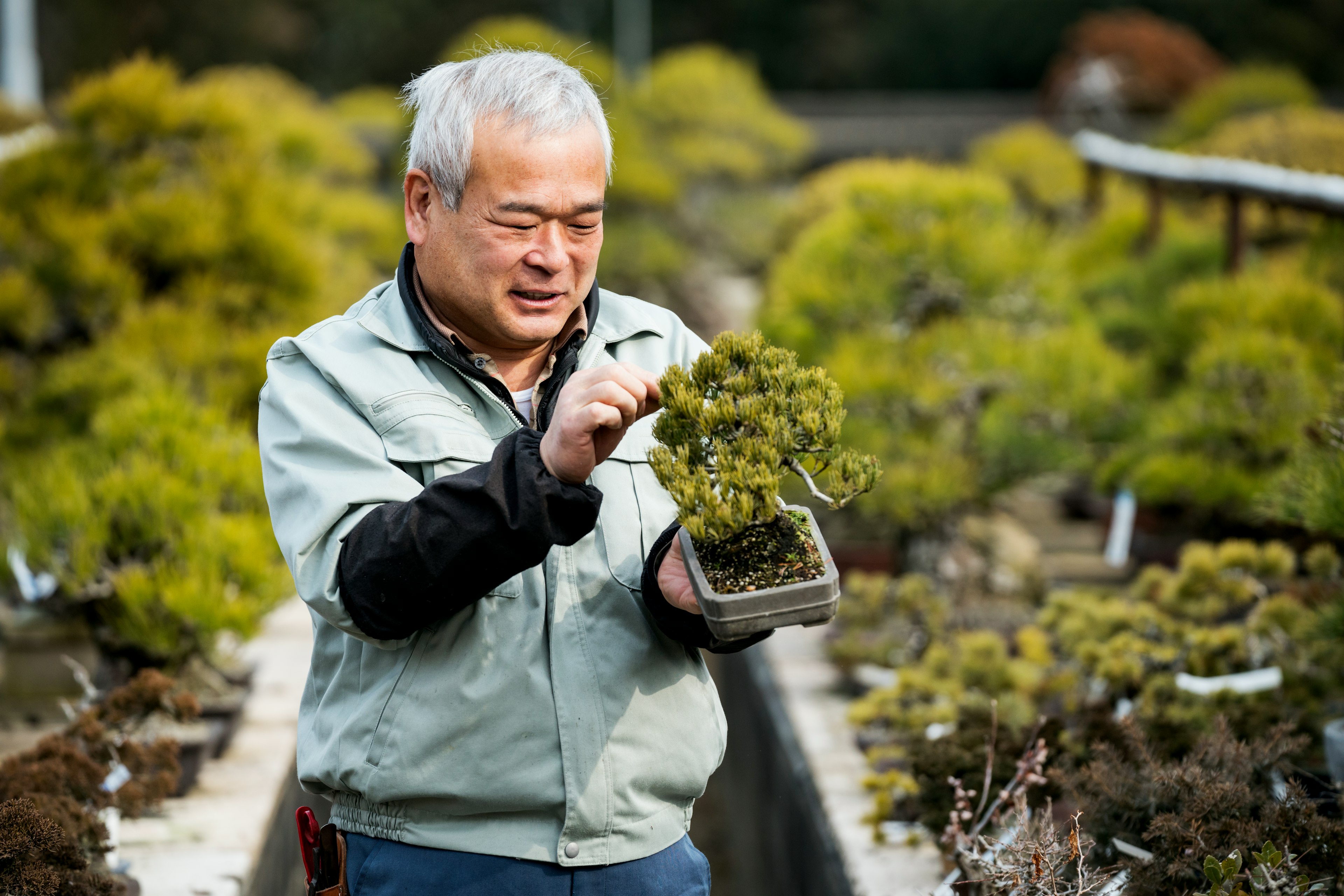 A man with grey hair looks down at a bonsai he is holding in his left hand as he adjusts a branch. He is wearing black long sleeves and a greyish blue button down shirt. Behind him are rows and rows of other bonsai softly out of focus