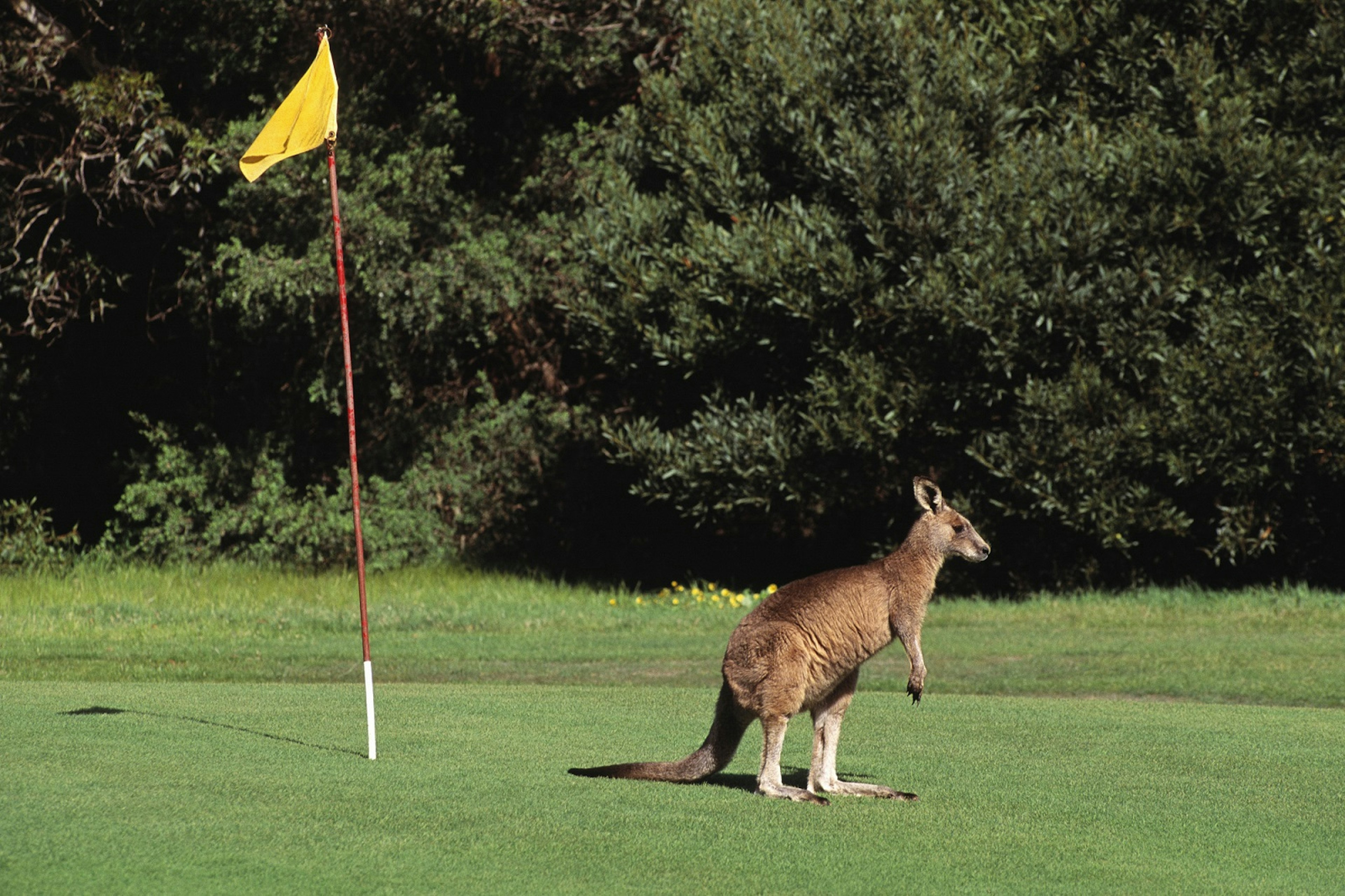 Kangaroo on the Anglesea golf course Great Ocean Road Victoria Australia