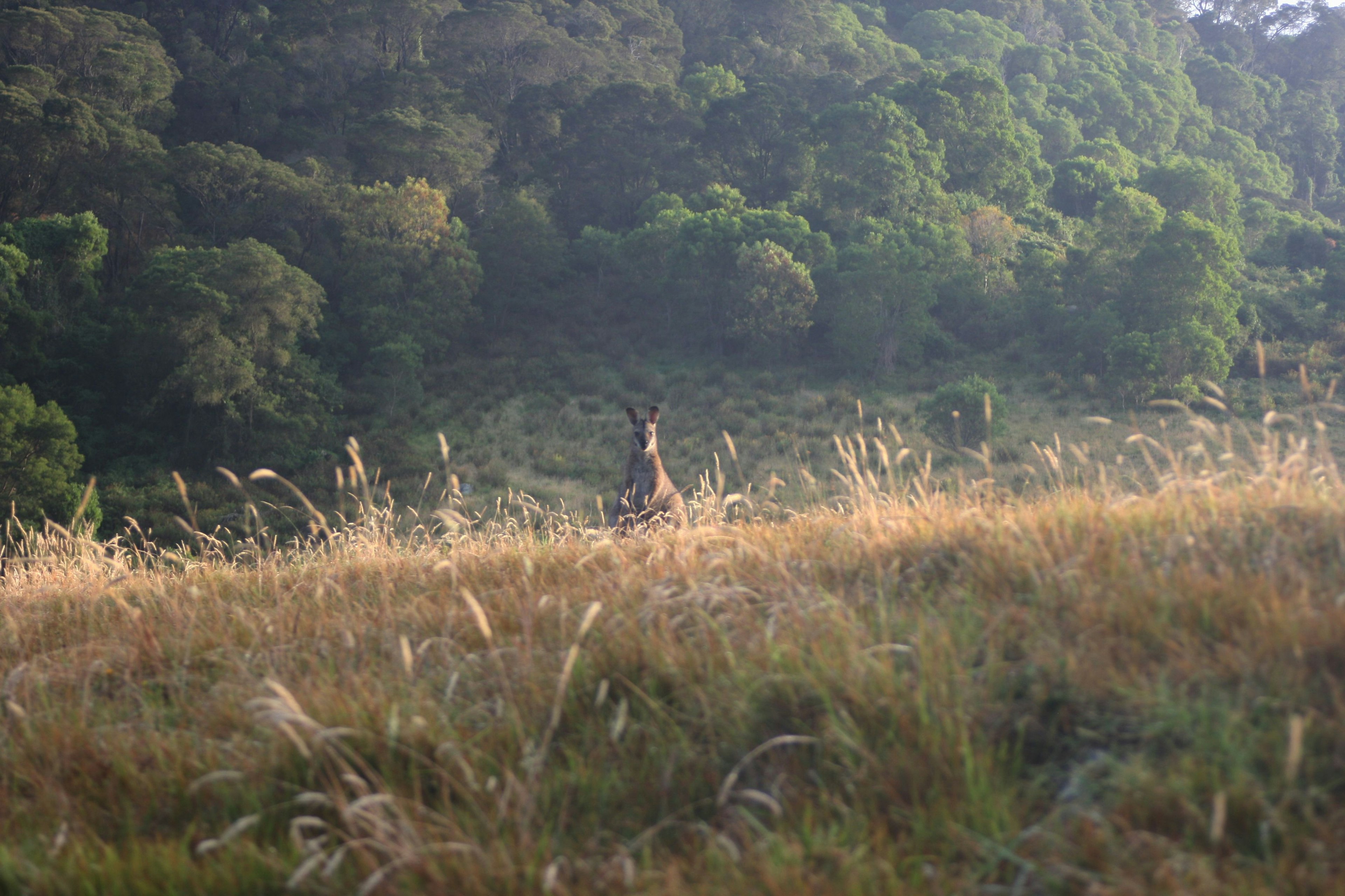 A kangaroo peeks over the crest of a grassy field in New South Wales, Australia. In the background another hill is visible, covered in forest.