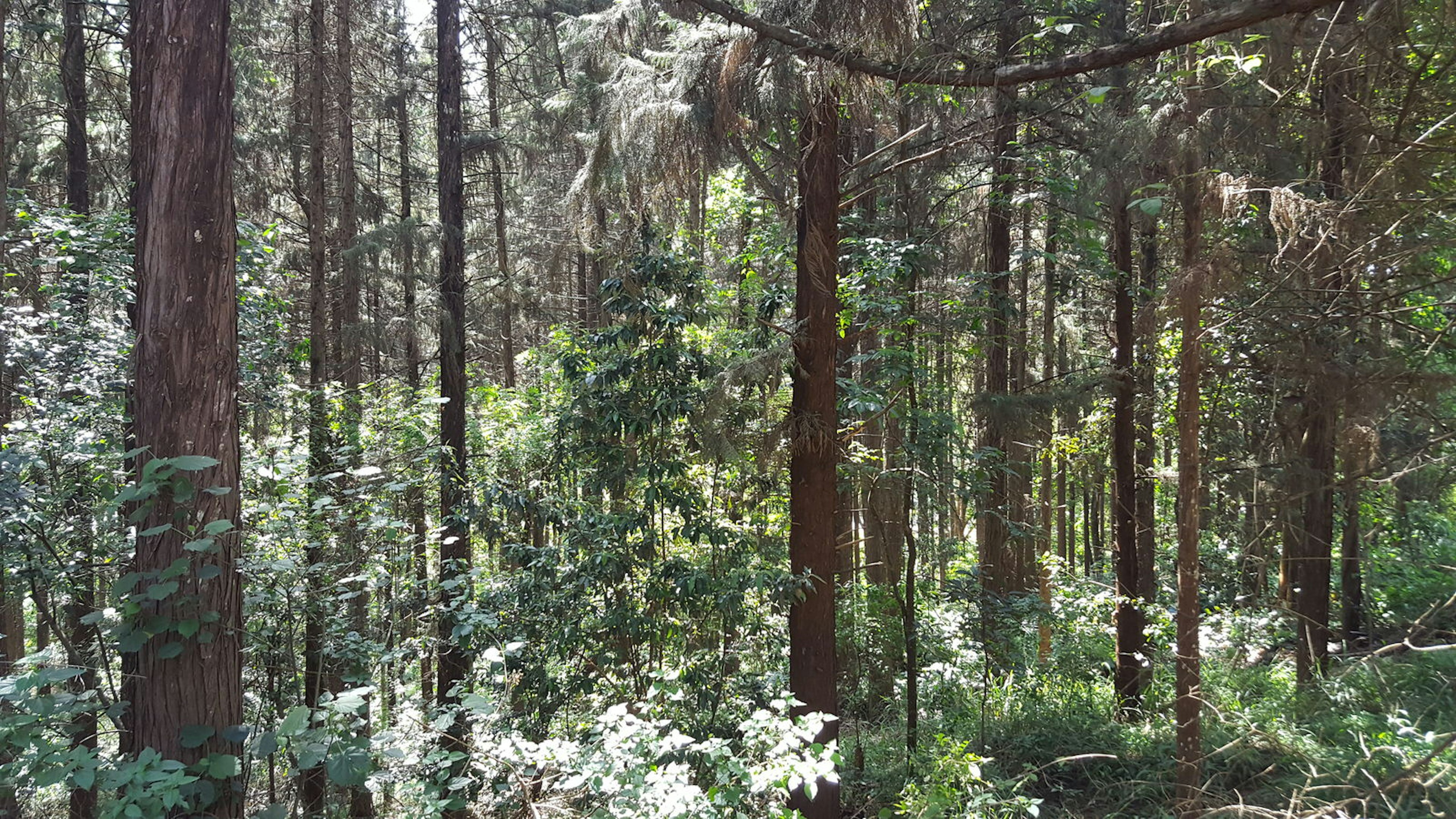 The entire frame of this image is filled with forest, slim but tall evergreen trees lit by sun above © Clementine Logan / ϰϲʿ¼