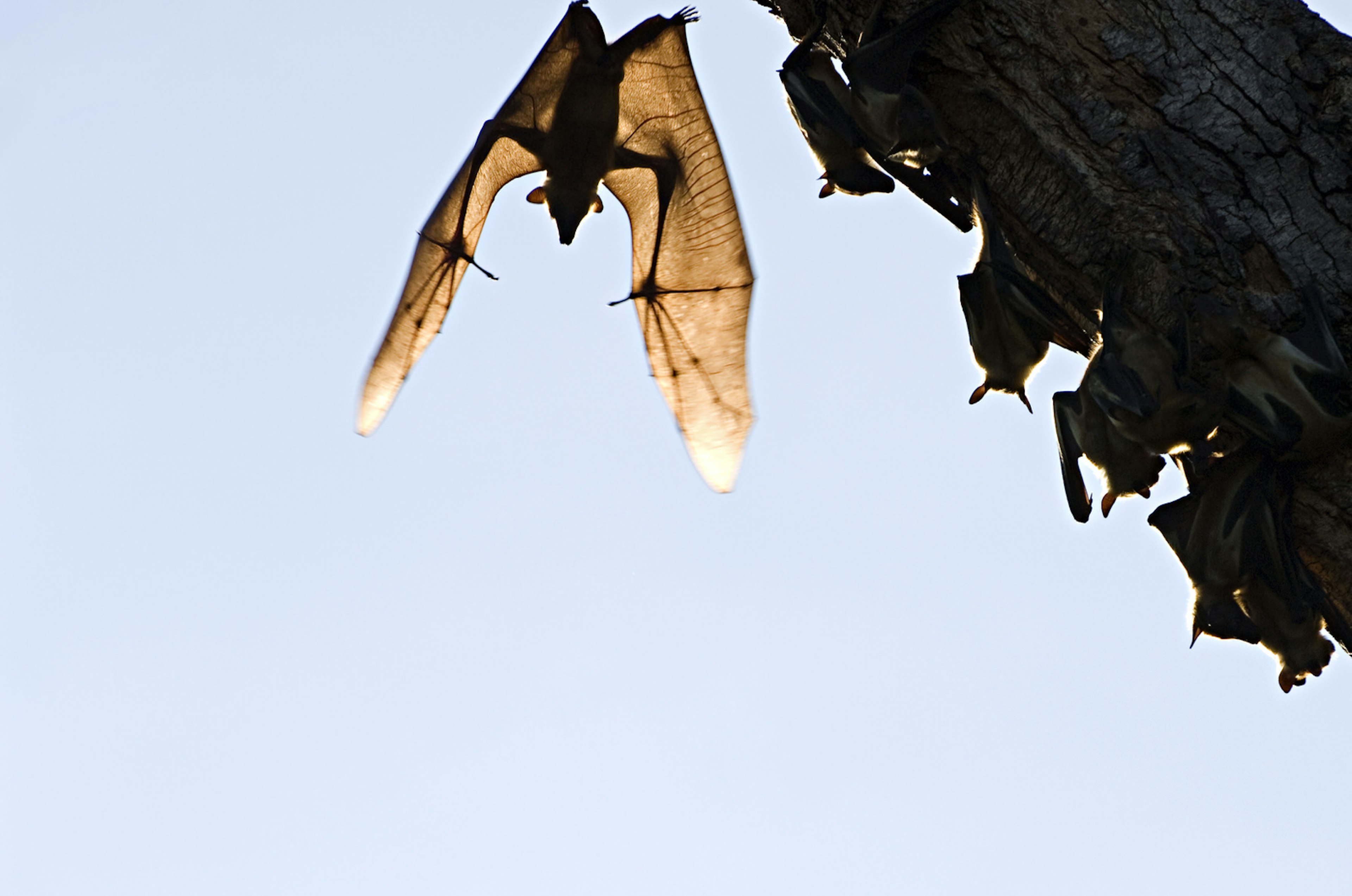 The inner bones of a bat's wings (resembling a hand) are illuminated by the sun shining through its skin at take off.