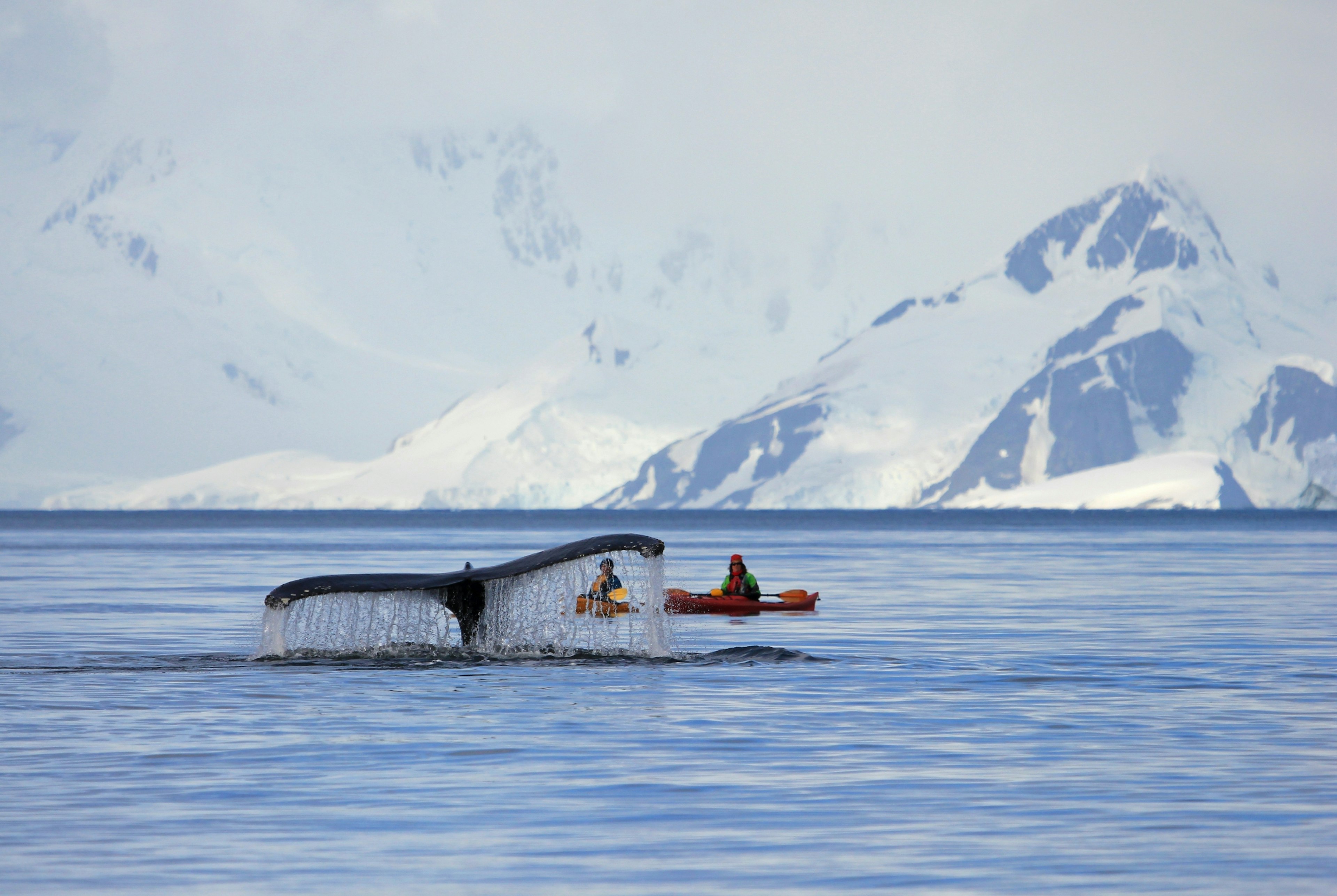 A pair of kayakers sit in awe as a massive whale descends beneath them; all that is visible of the whale is its huge tale. In the background is the snowy, mountainous shore.