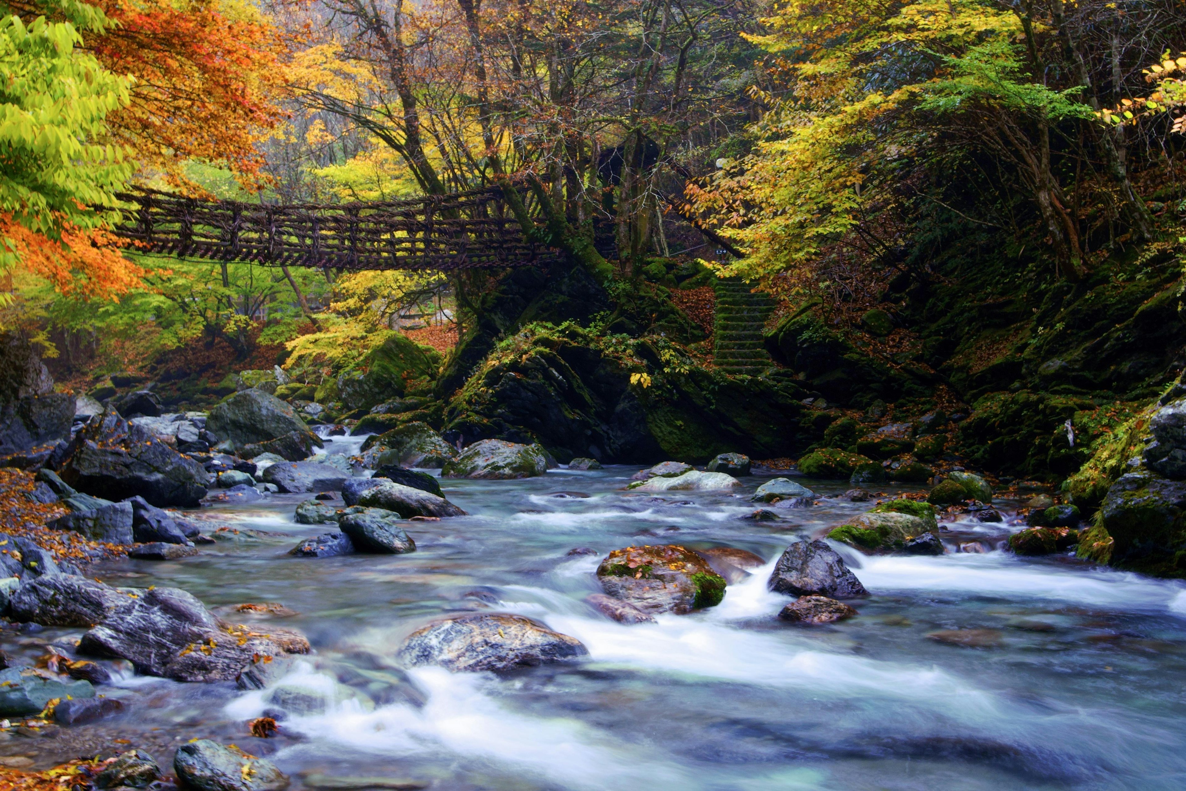 The Kazura bridge made of vines spans a river tumbling over stones in a dense forest lit up with autumnal oranges and yellows in the Iya Valley that inspired Studio Ghibli's Princes Mononoke