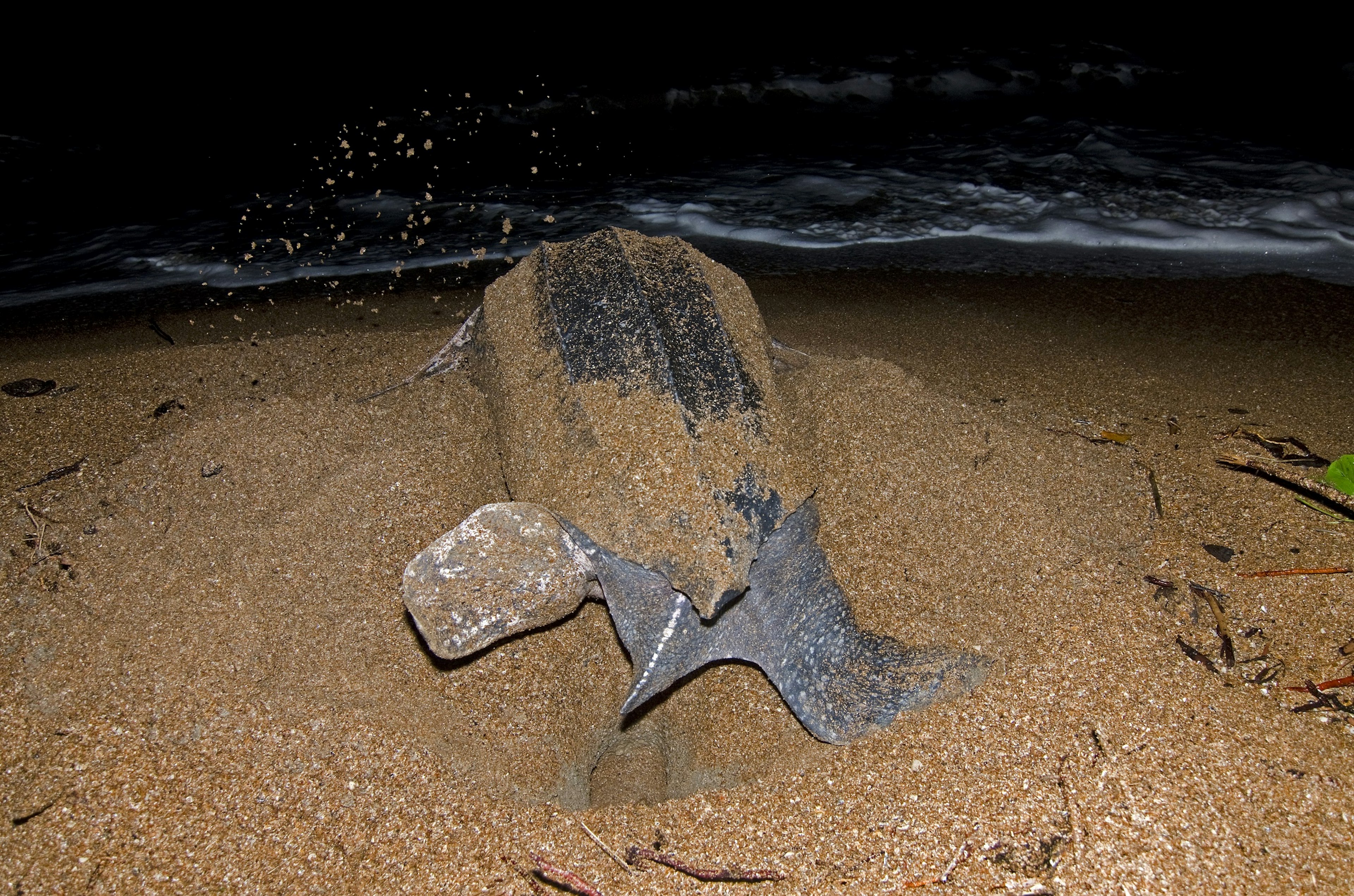 Looking out to sea at night from the beach; in the foreground is a large leatherback turtle (facing the ocean) digging a hole for its eggs.