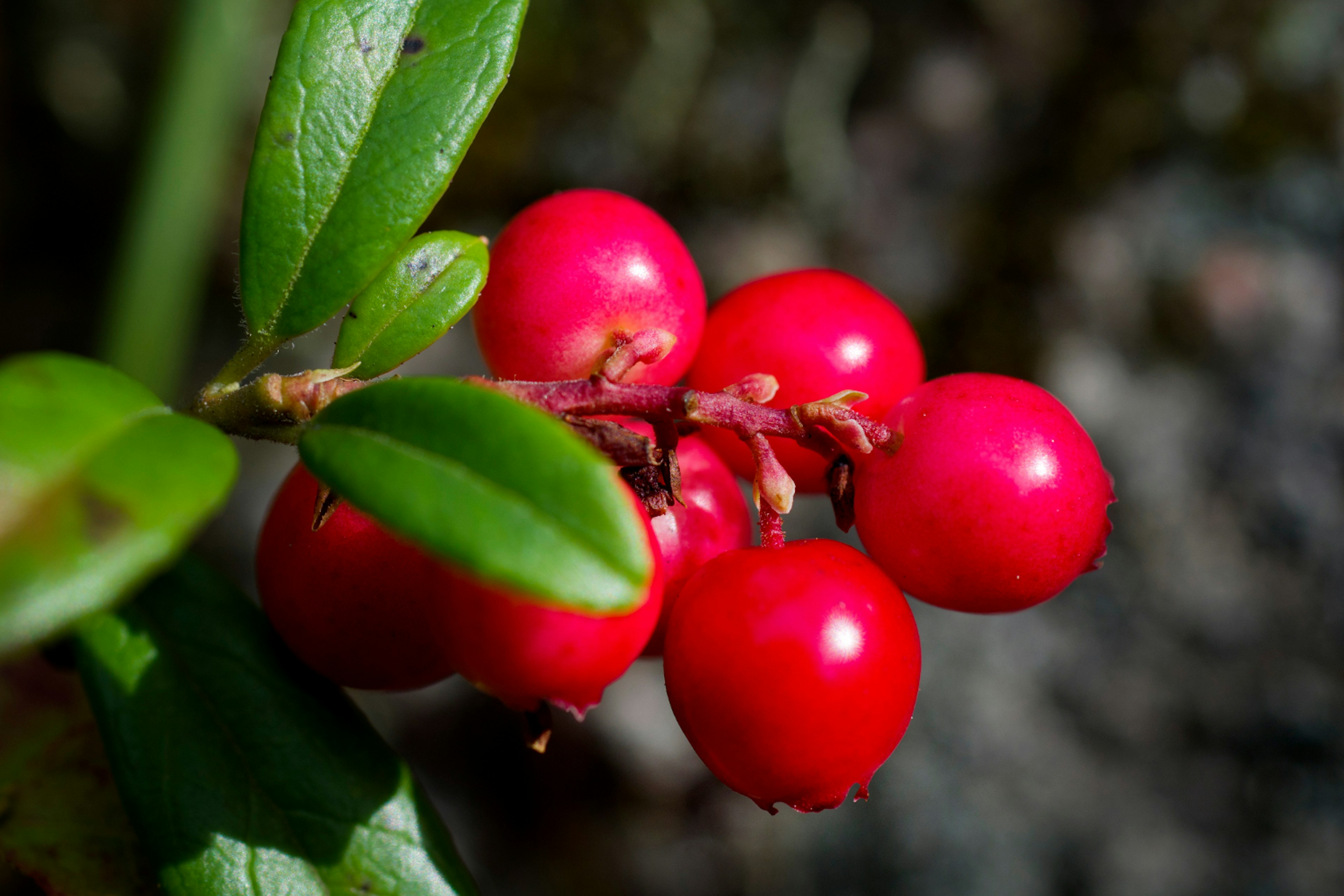 A closeup of a bunch of lingonberries; Finland autumn