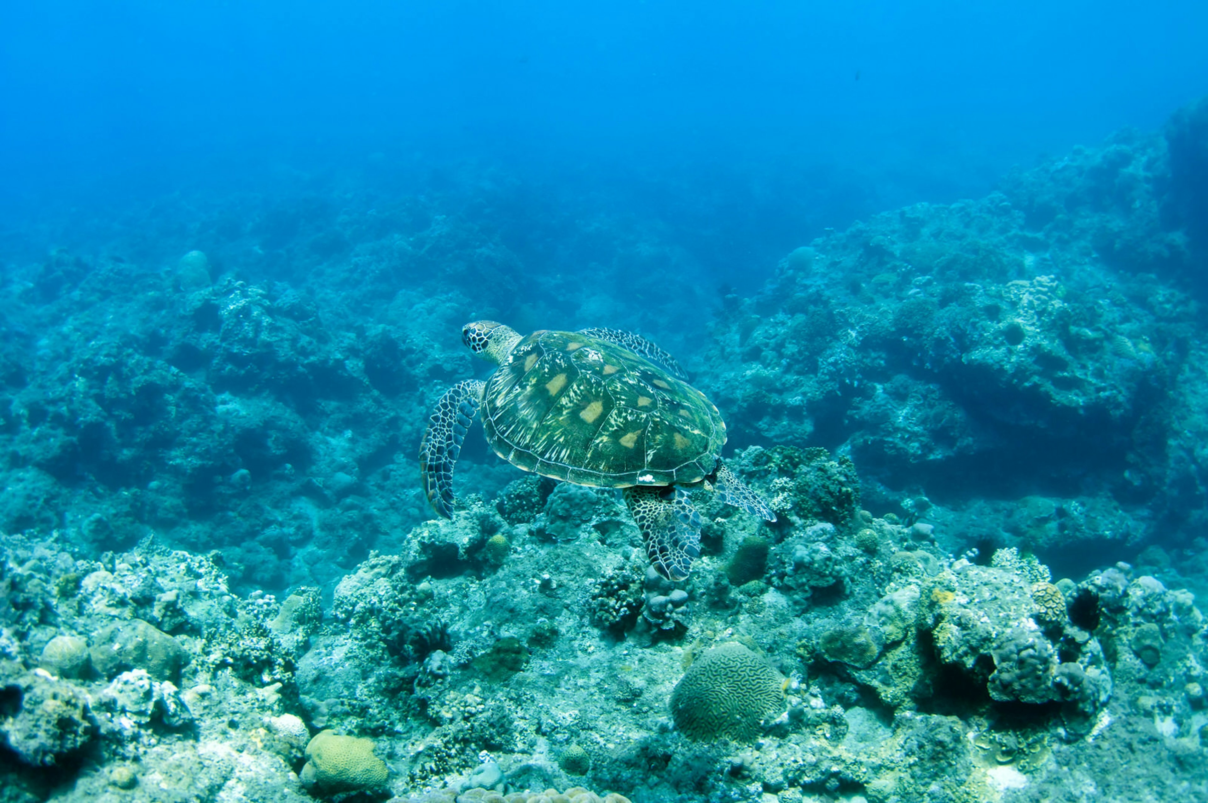 Snorkellers can often spot gentle sea turtles swimming in the shallows off Little Liuchiu ? Jung Hsuan / Shutterstock