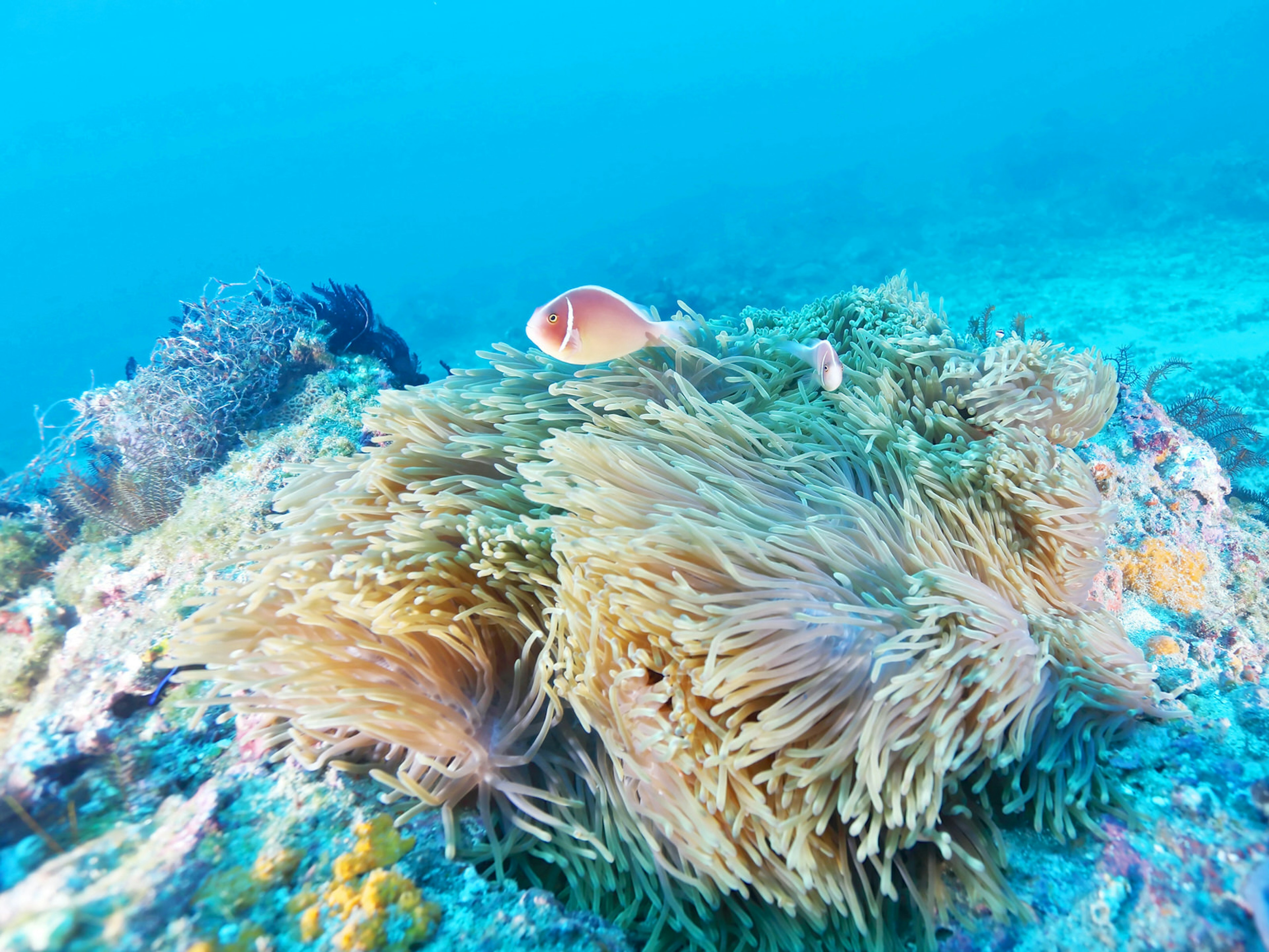 Pink skunk clownfish swims next to a sea anemone amongst Little Liuchiu's rich marine life ? unterwegs / Shutterstock