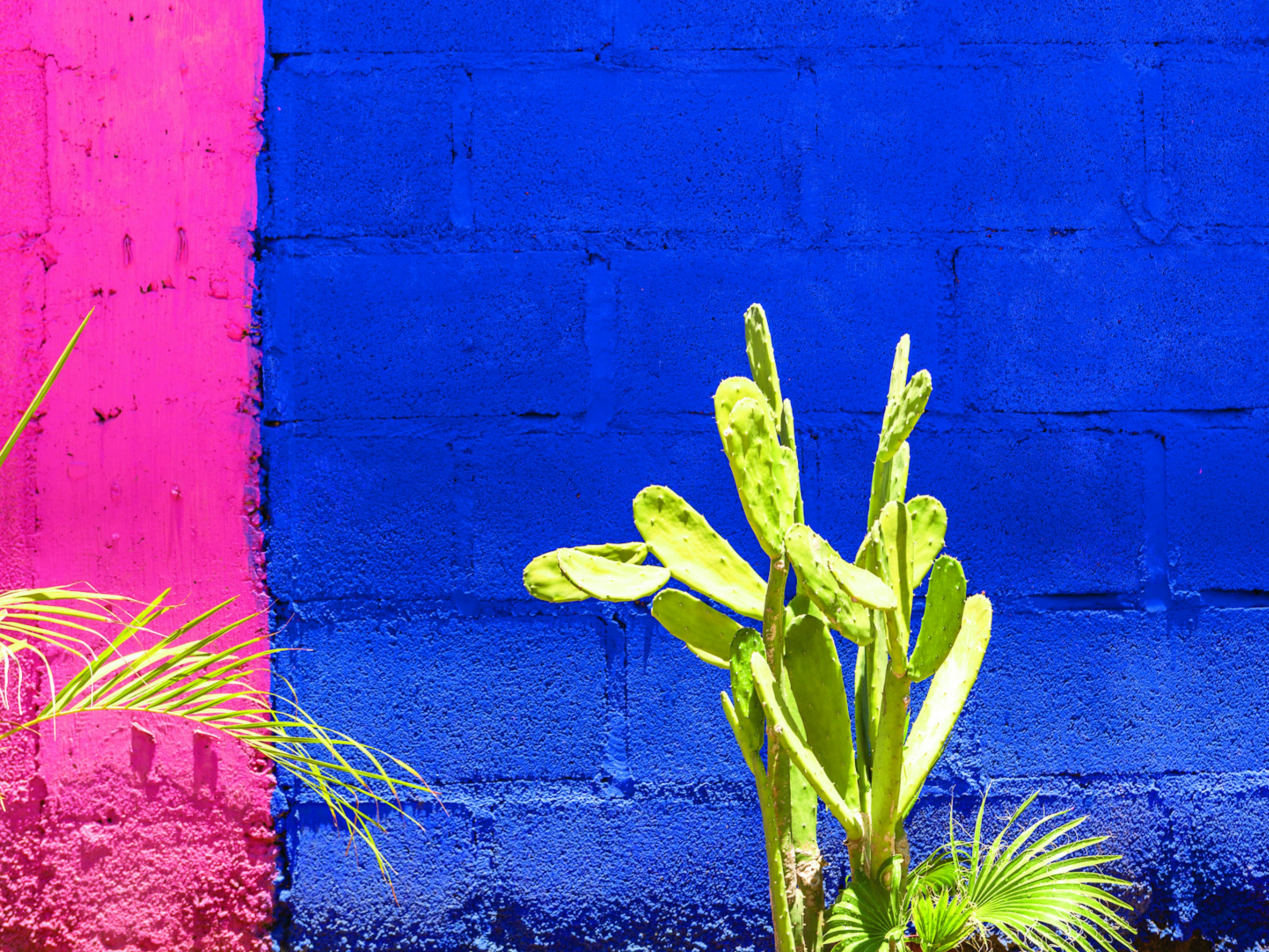 A building wall in Loreto painted blue and pink, with the cactus in the foreground