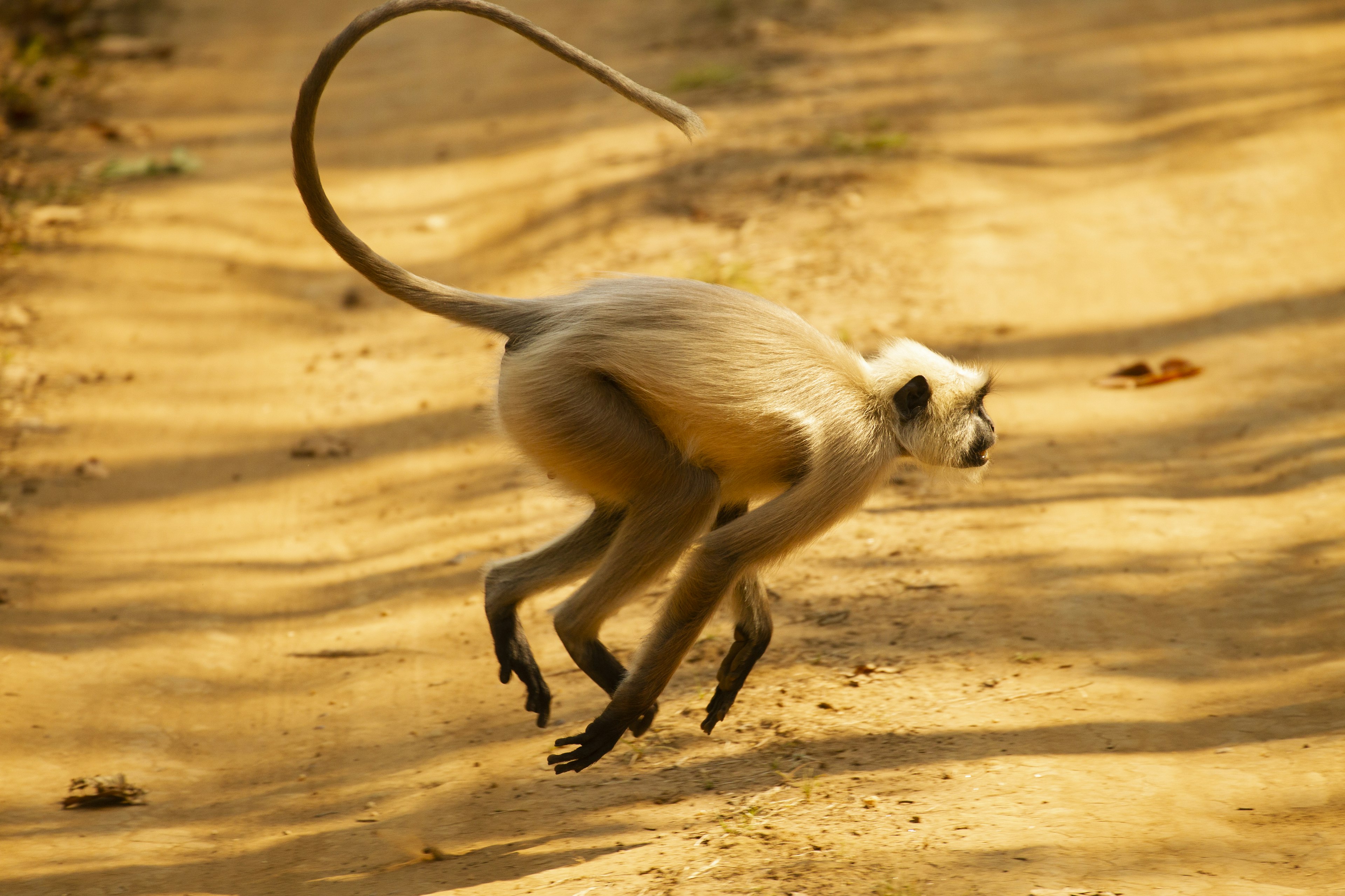 A small monkey jumps across a road.