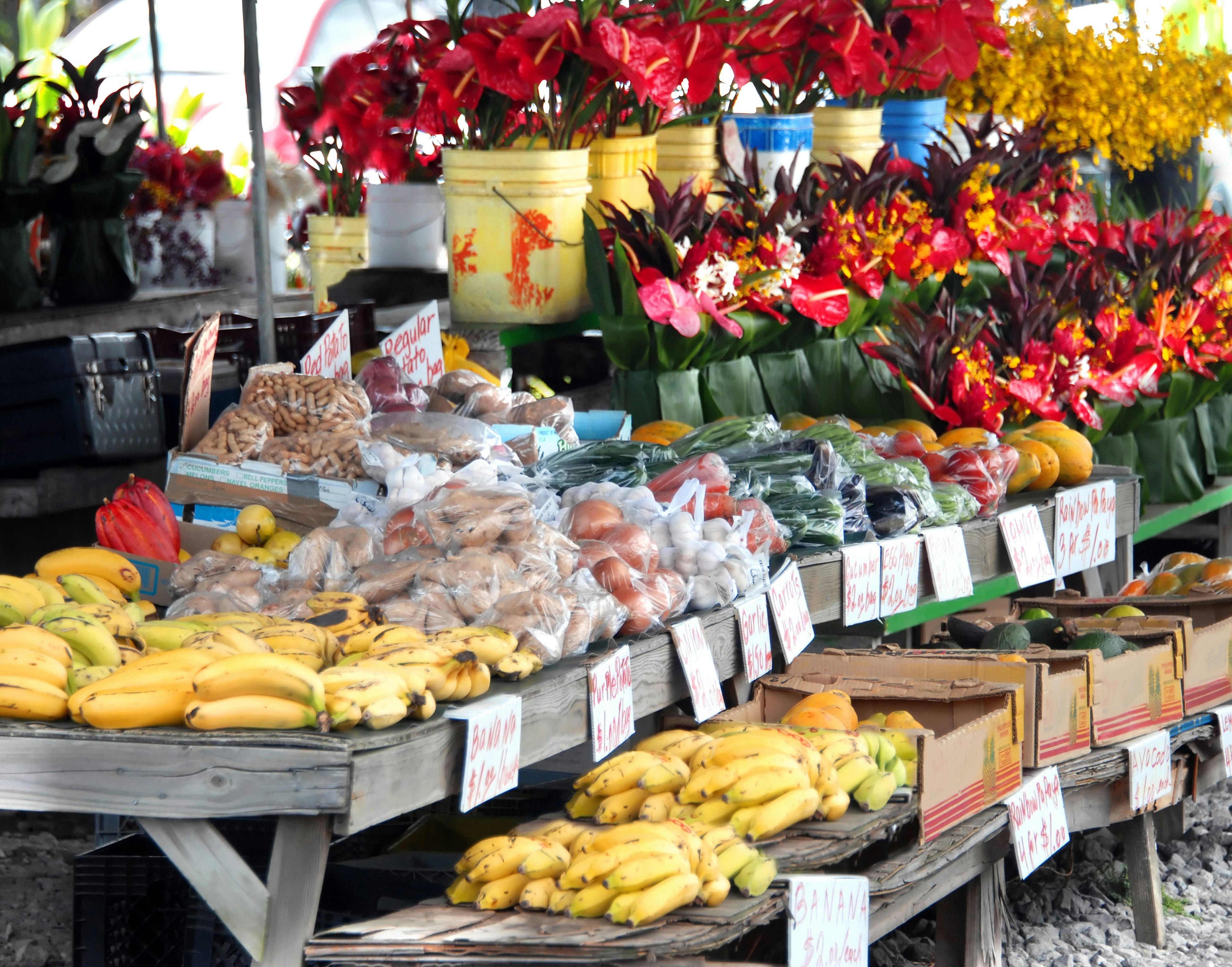 460655067
Agricultural Fair, Anthurium, Avocado, Banana, Beautiful, Beauty In Nature, Big Island, Bouquet, Bred in Captivity, Brilliant, Bucket, Bunch, Coco, Farmer's Market, Flower, Flower Head, For Sale, Freshness, Fruit, Ginger, Hawaii Islands, Hawaiian Culture, Hawaiian Ethnicity, Hilo, Homegrown Produce, Large, Leaf, Mango, Market, Merchandise, Multi Colored, Outdoors, Petal, Red, Selling, Single Flower, Stem, Tropical Climate, Vegetable
Hilo's Farmer's Market is filled with fruits and vegetables and buckets and bouquets of fresh cut tropical flowers.