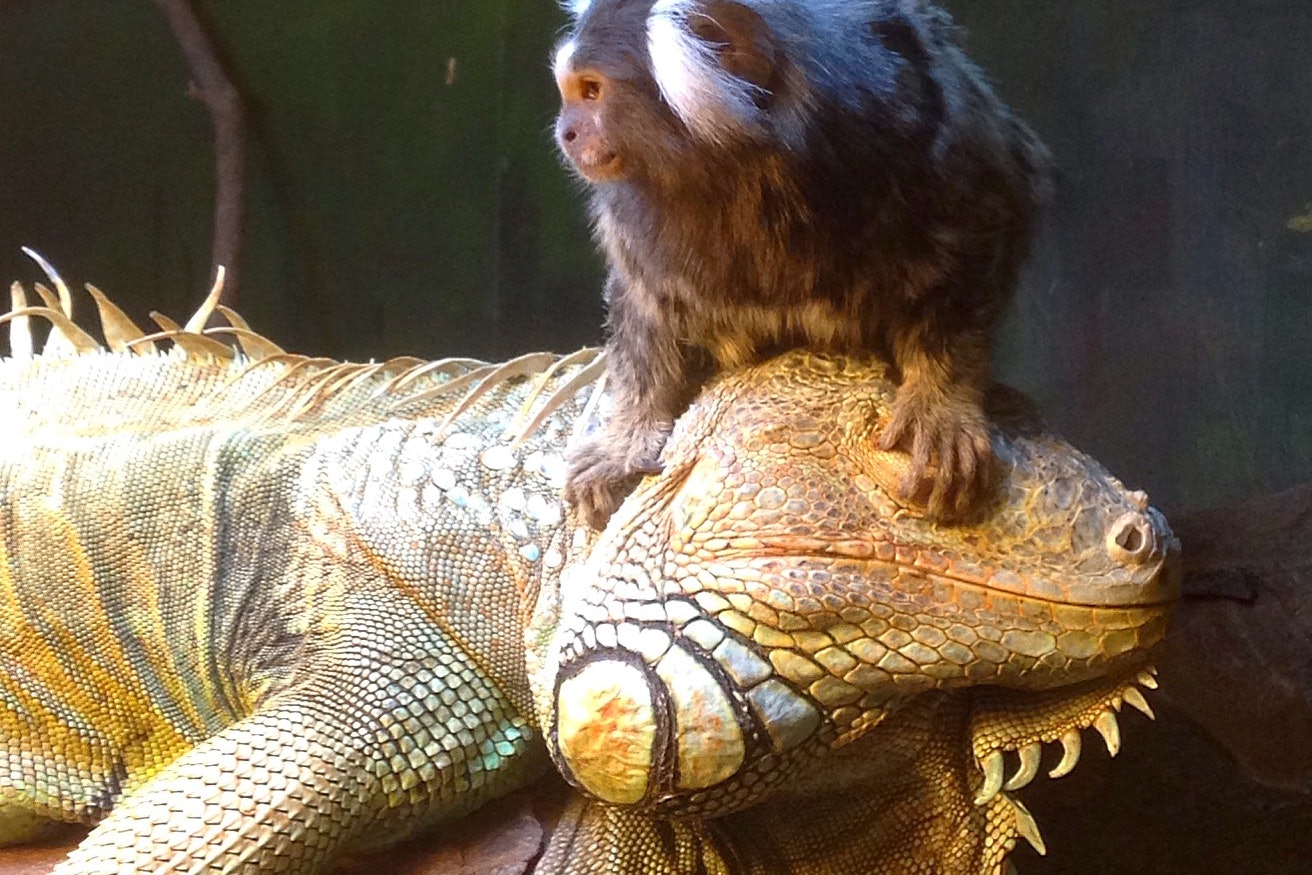 marmoset-on-iguana-at-oslo-reptilpark-750-cs