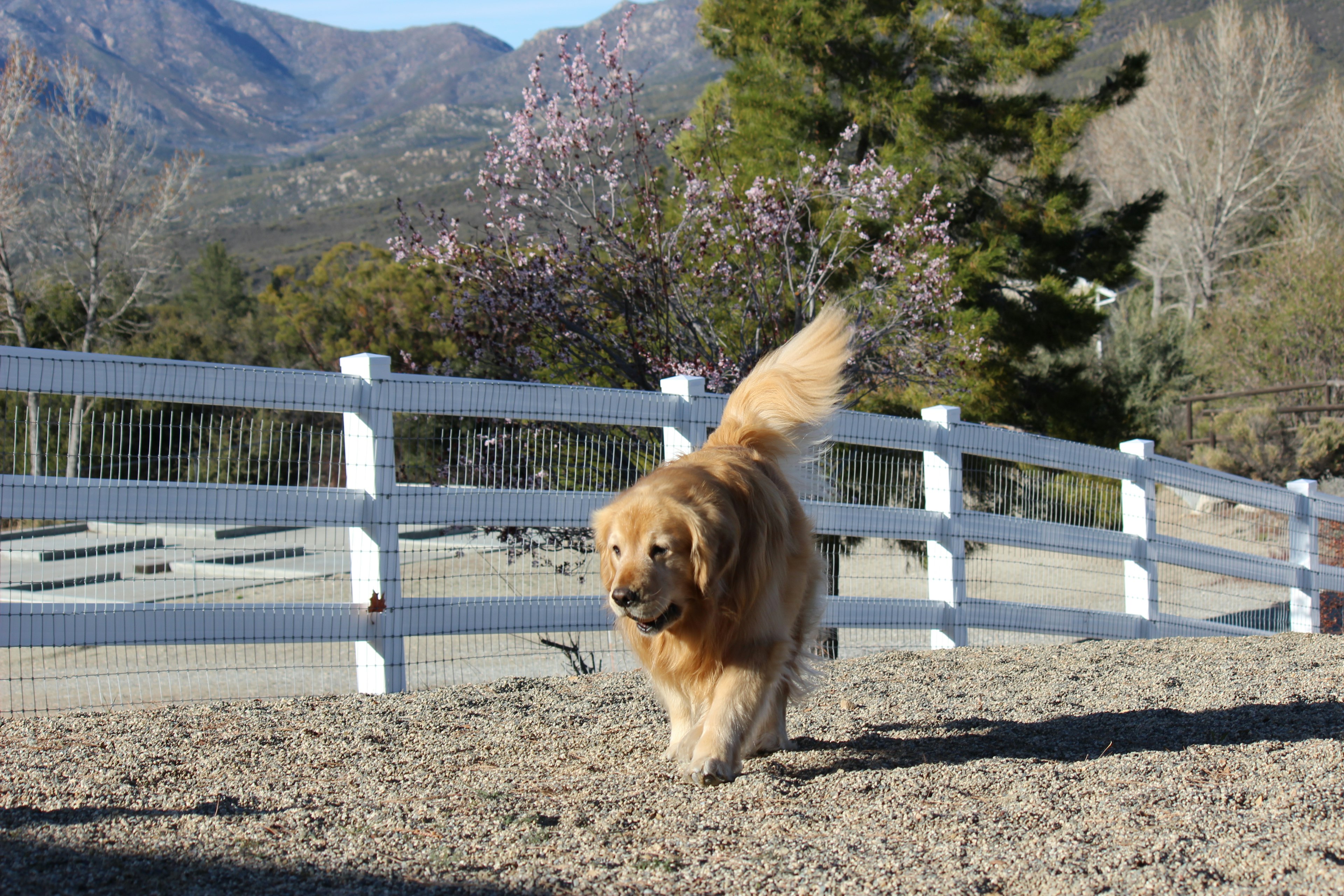 A dog runs free in a fenced in area