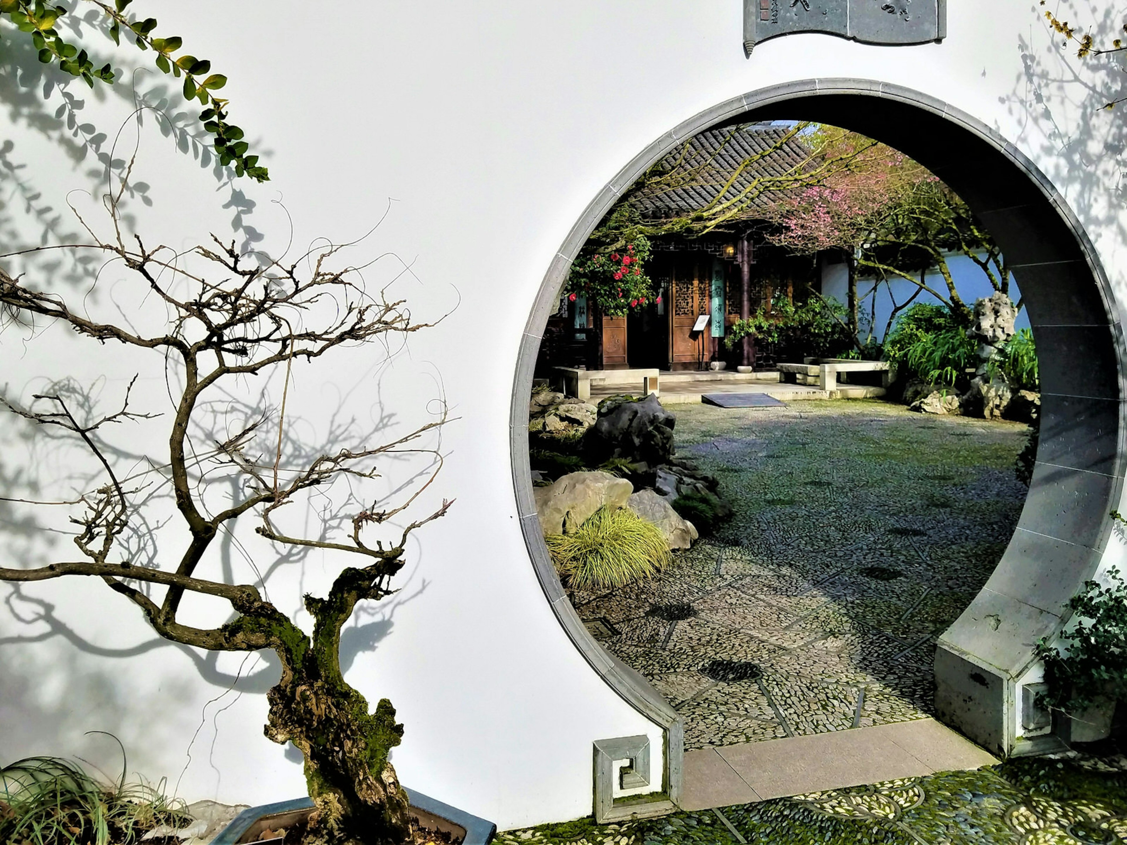 A round moon gate in a white washed wall, with branching miniature tree. Moon gates provide dramatic effect in classical Chinese gardens © FYC / Shutterstock