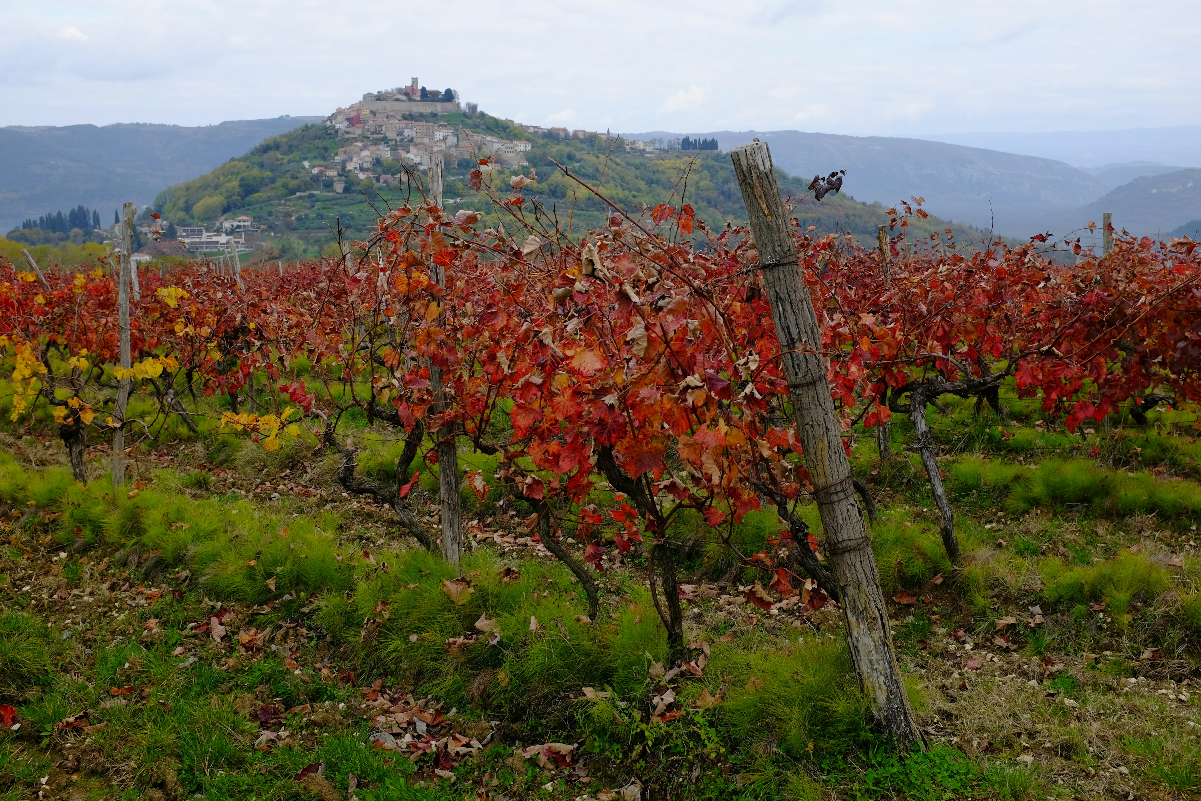 Vineyards in the Istrian Peninsula