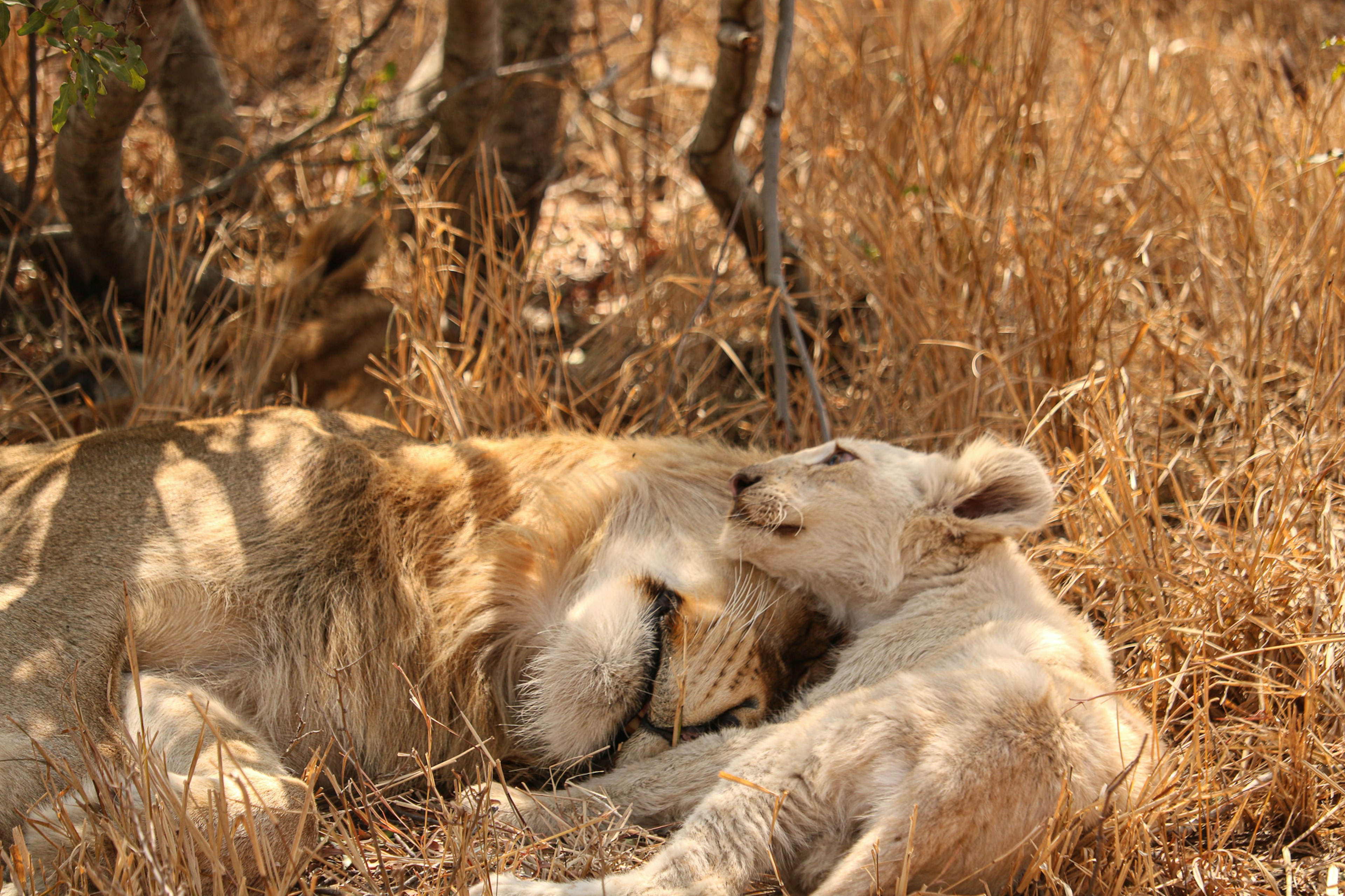 A young cub lies in long, dried grass, with its head resting on the head of a large sleeping male lion.