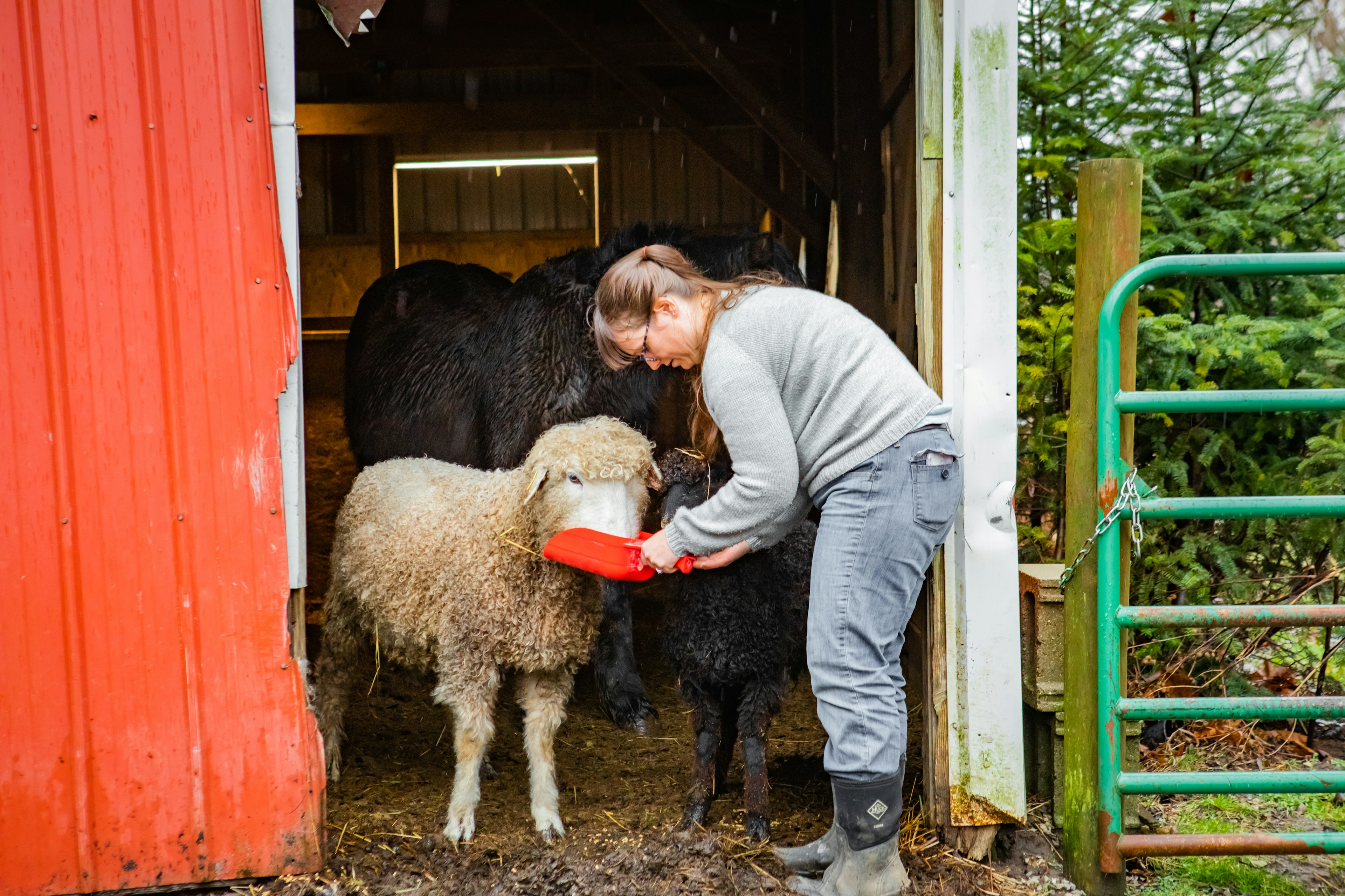 Columbus, Ohio farmer Rachel Najjar tends to a sheep named Gandalf, holding a red pan up to his mouth as they stand in the doorway of a bright red barn. Rachel wears worn jeans and a grey sweater and has long light brown hair pulled back in a high, loose ponytail. Behind her are more farm animals with black coats.