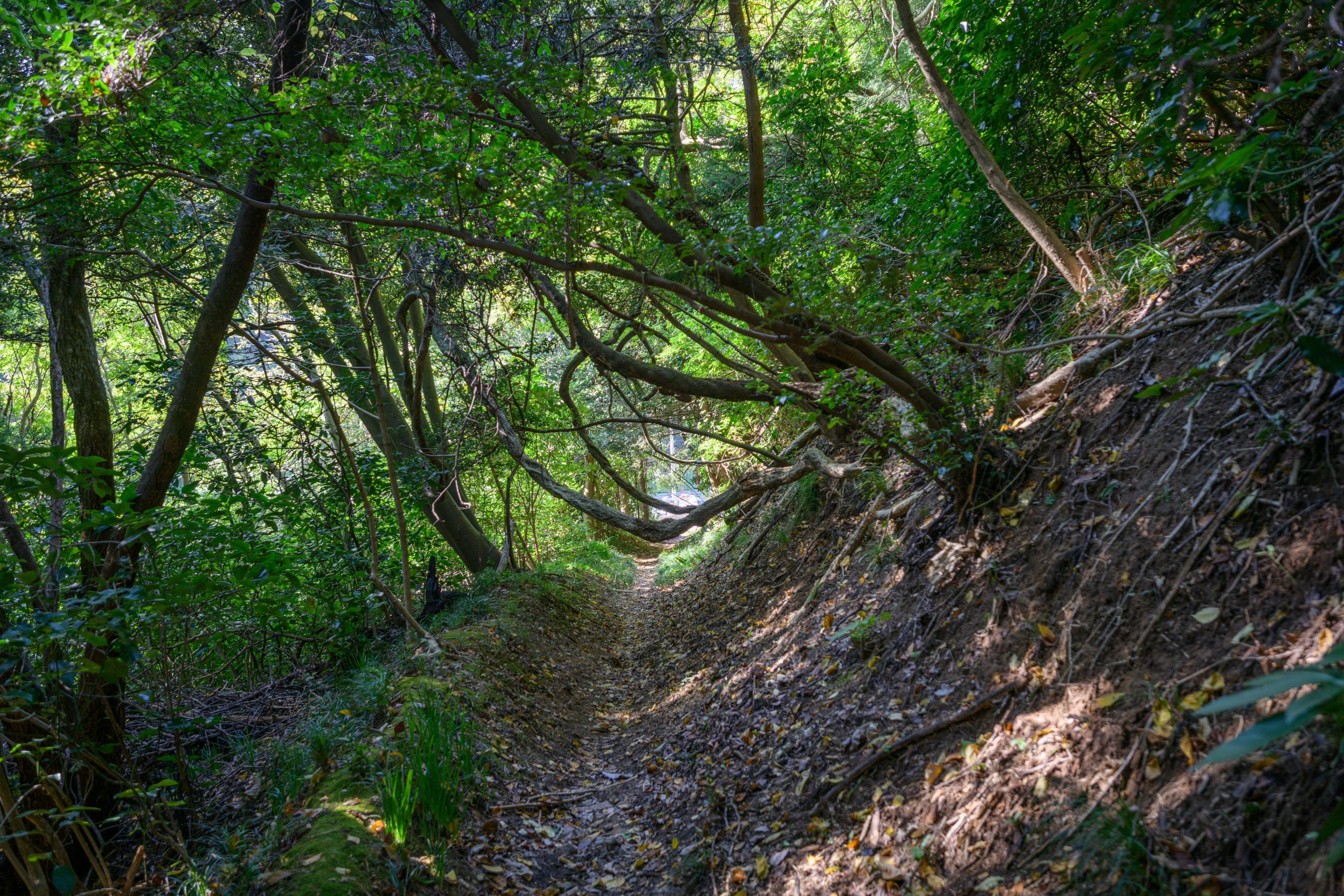 A pathway leads through woodland.