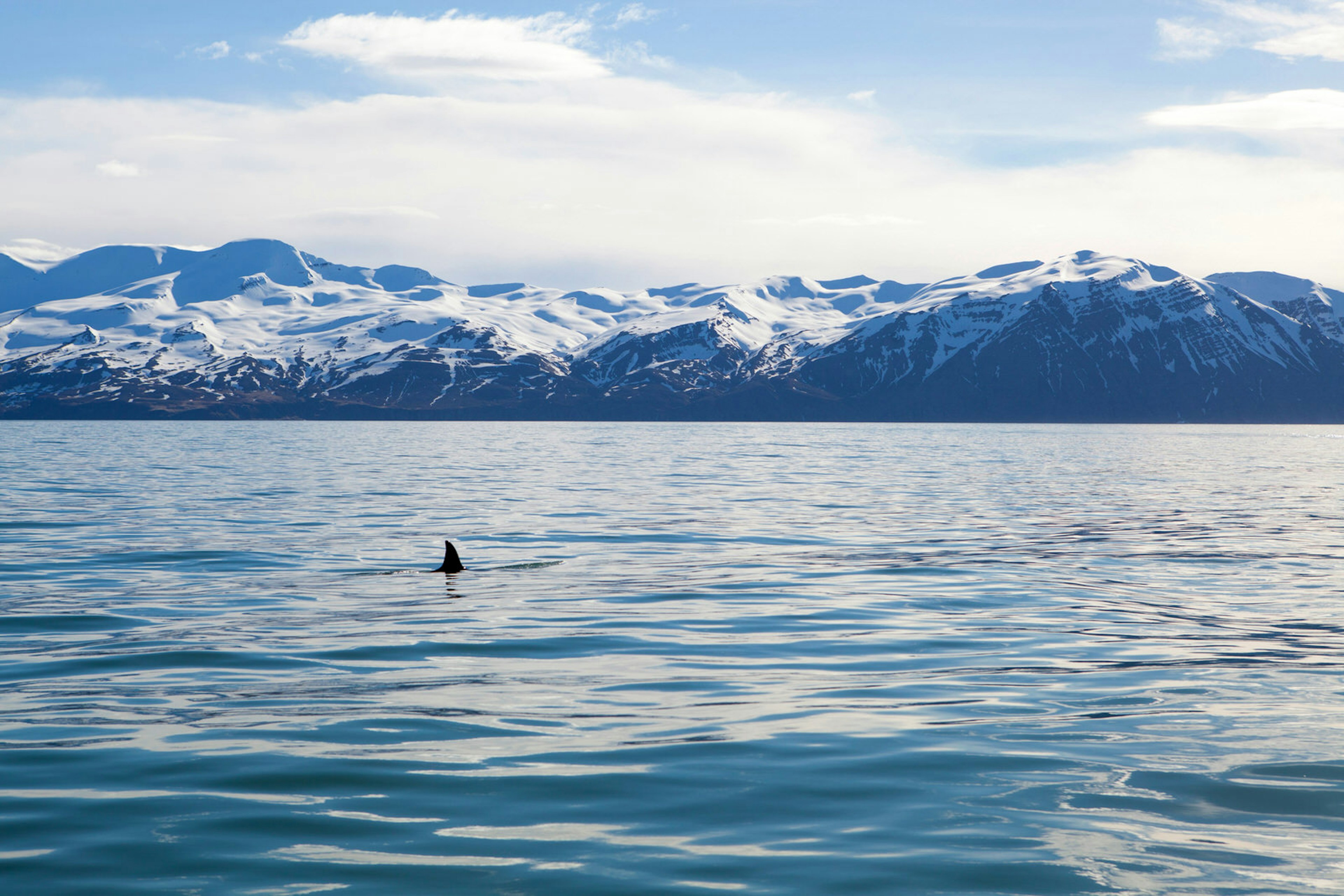 Watery wildlife: a female orca's fin surfaces in the waters off West Iceland – one of the best places in the country to watch these giant predators © Egill Bjarnason / ϰϲʿ¼