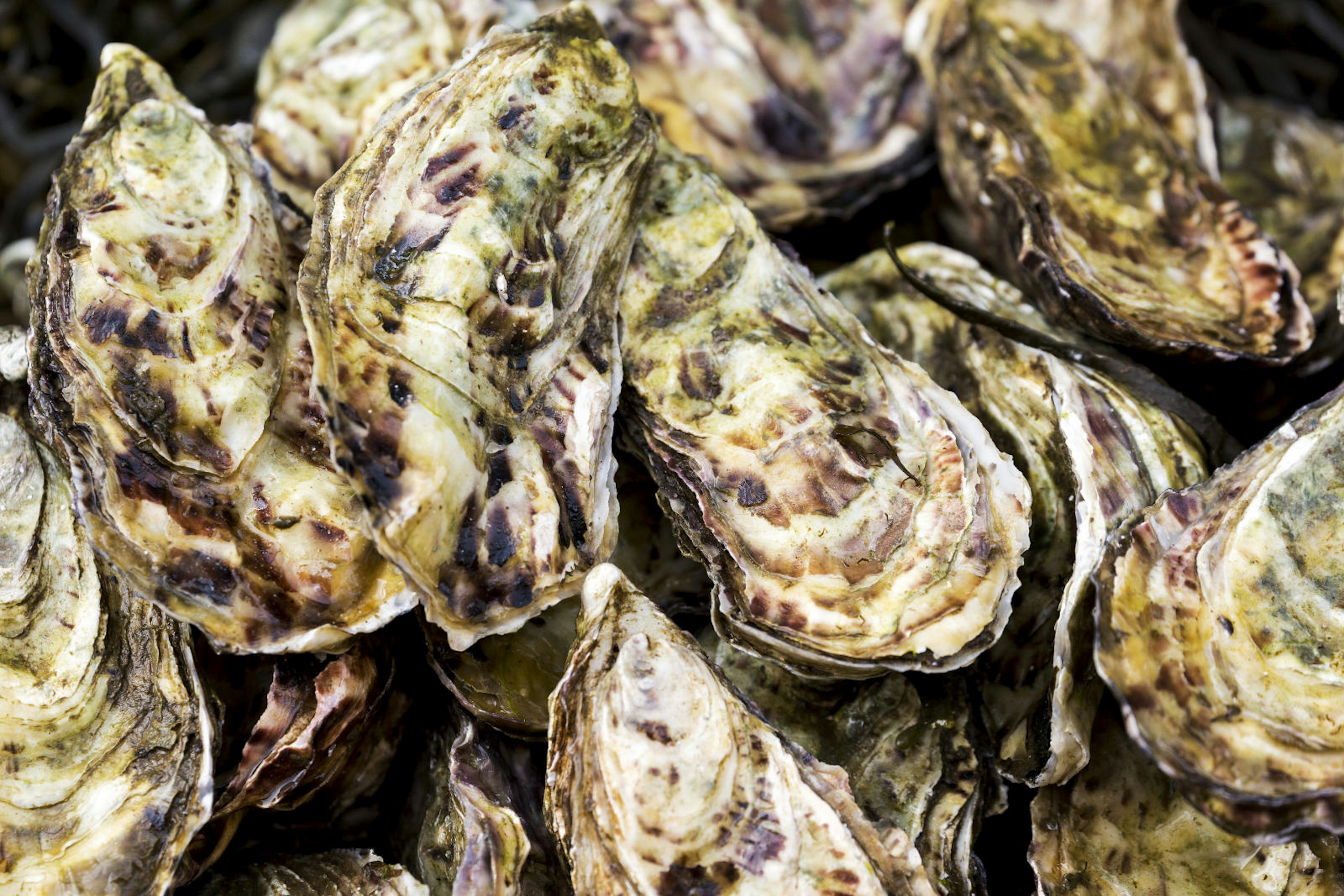 A close-up of oyster shells