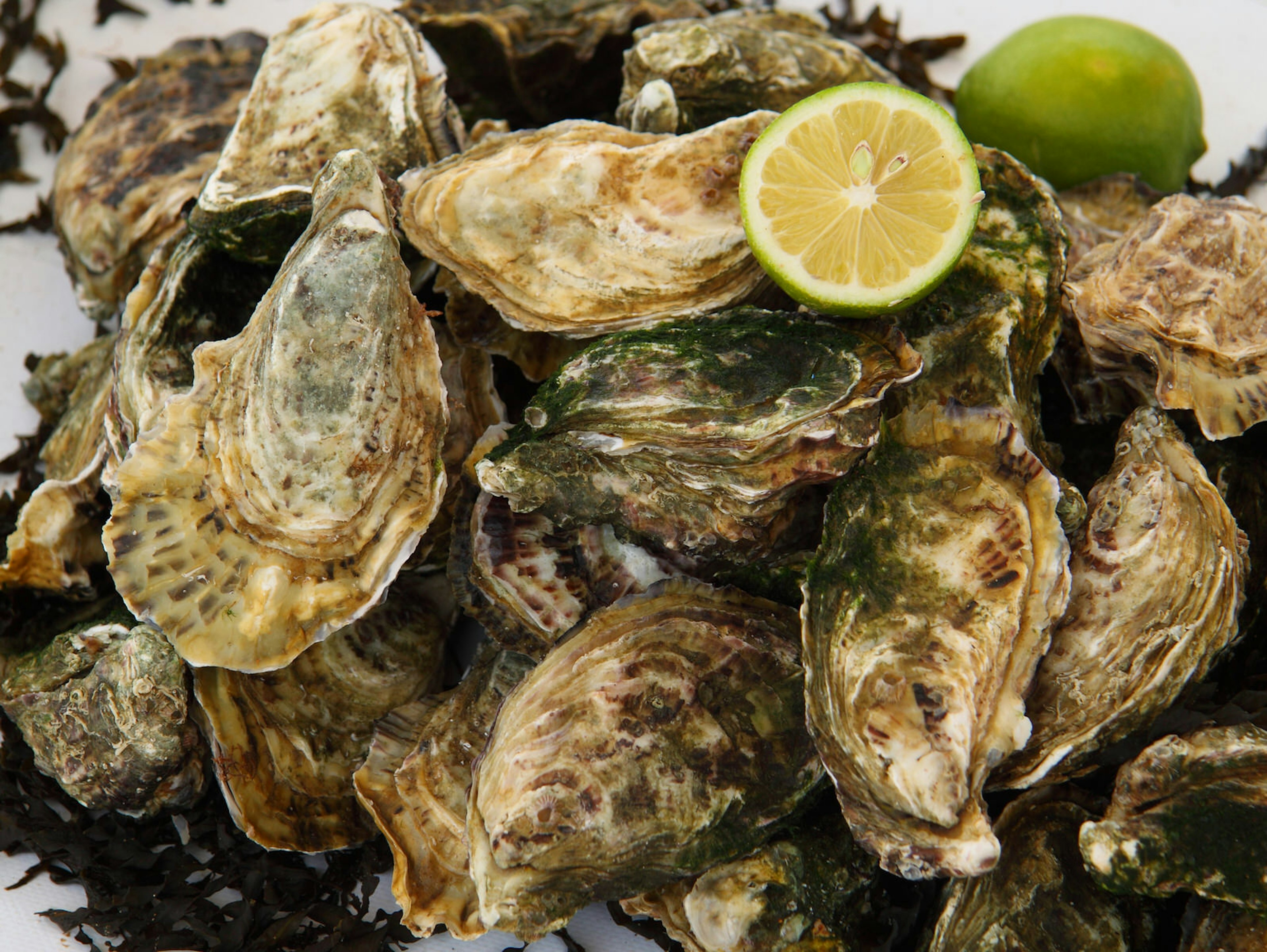 Freshly caught oysters in Oualidia, Morocco © johncopland / Getty Images