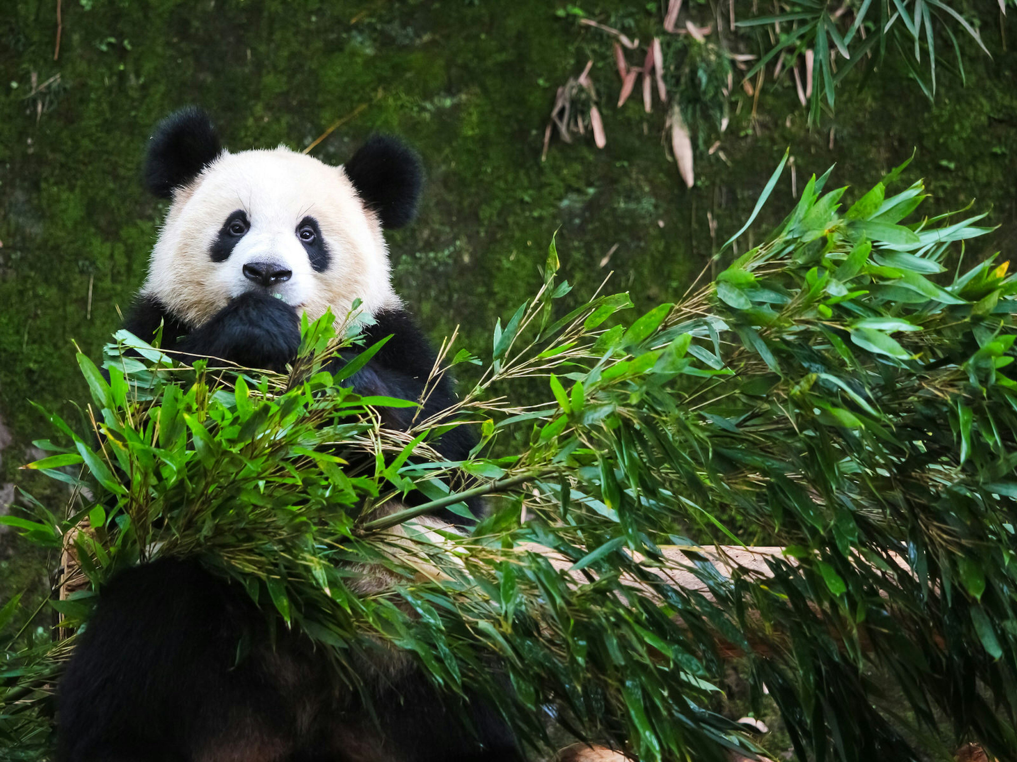 A panda looks at the camera while nibbling on some leafy bamboo branches. Sichuan's numerous breeding centres and nature reserves make it one of the best places in China to spot pandas ? Akkharat Jarusilawong / Shutterstock