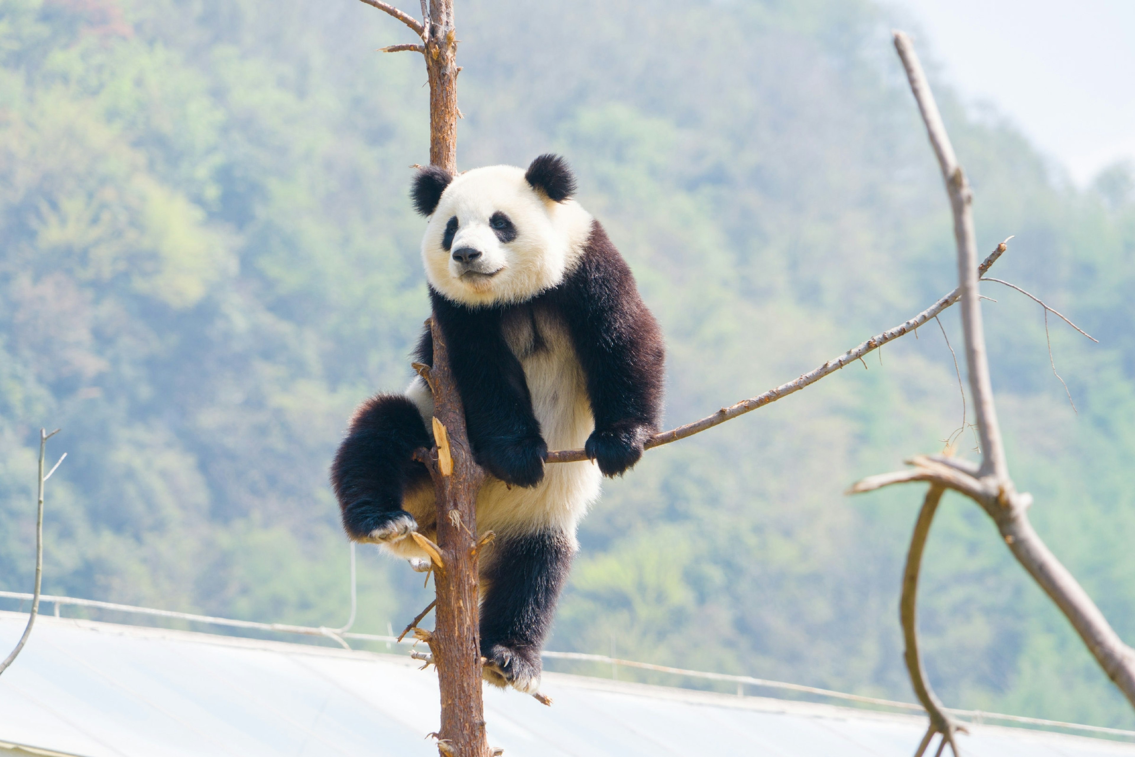 A panda climbs up on a bare tree that has had most of its branches broken off. There are green trees visible in the background, out of focus.