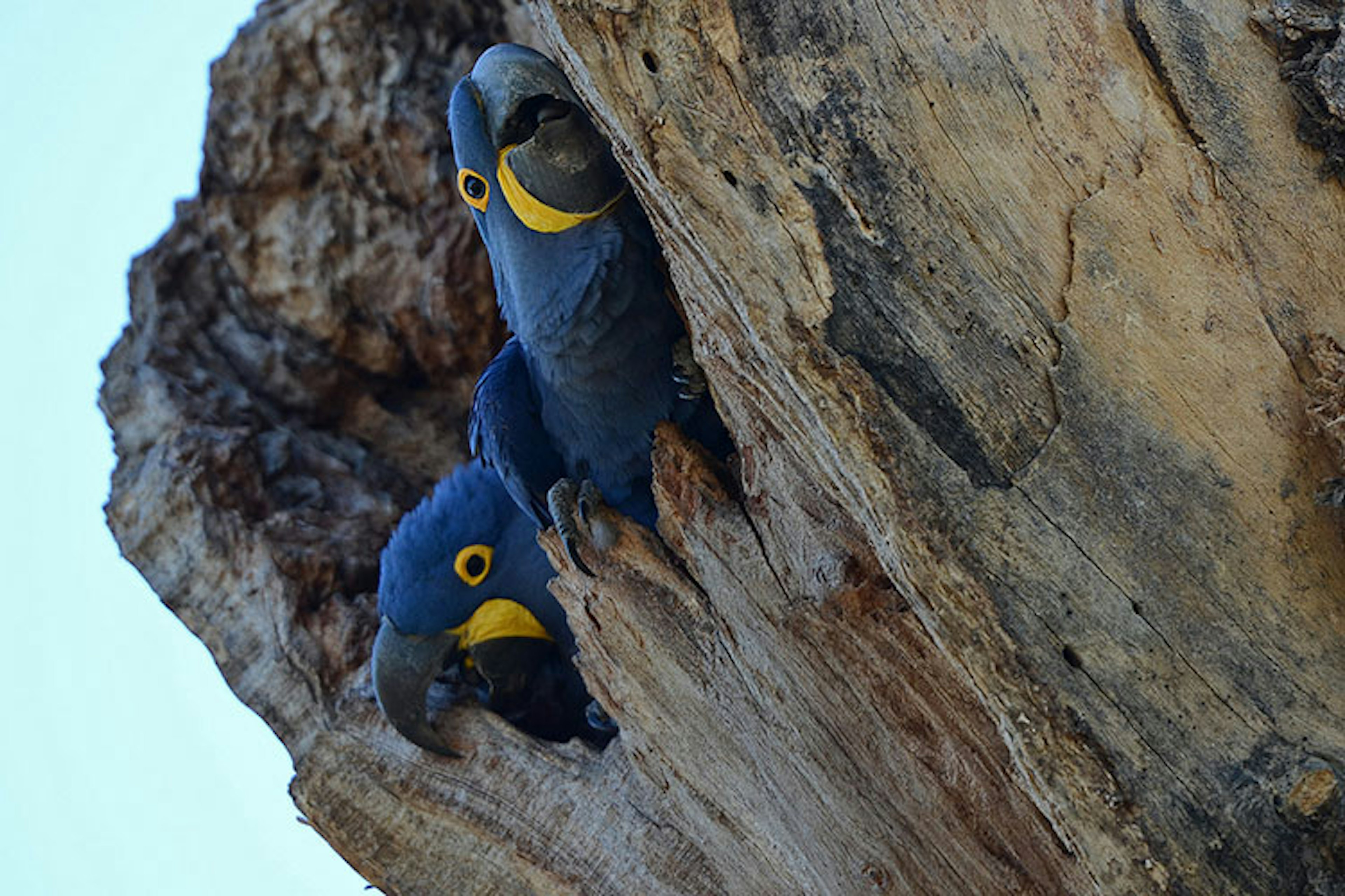 Hyacinth macaws by Geoff Gallice. CC BY 2.0.