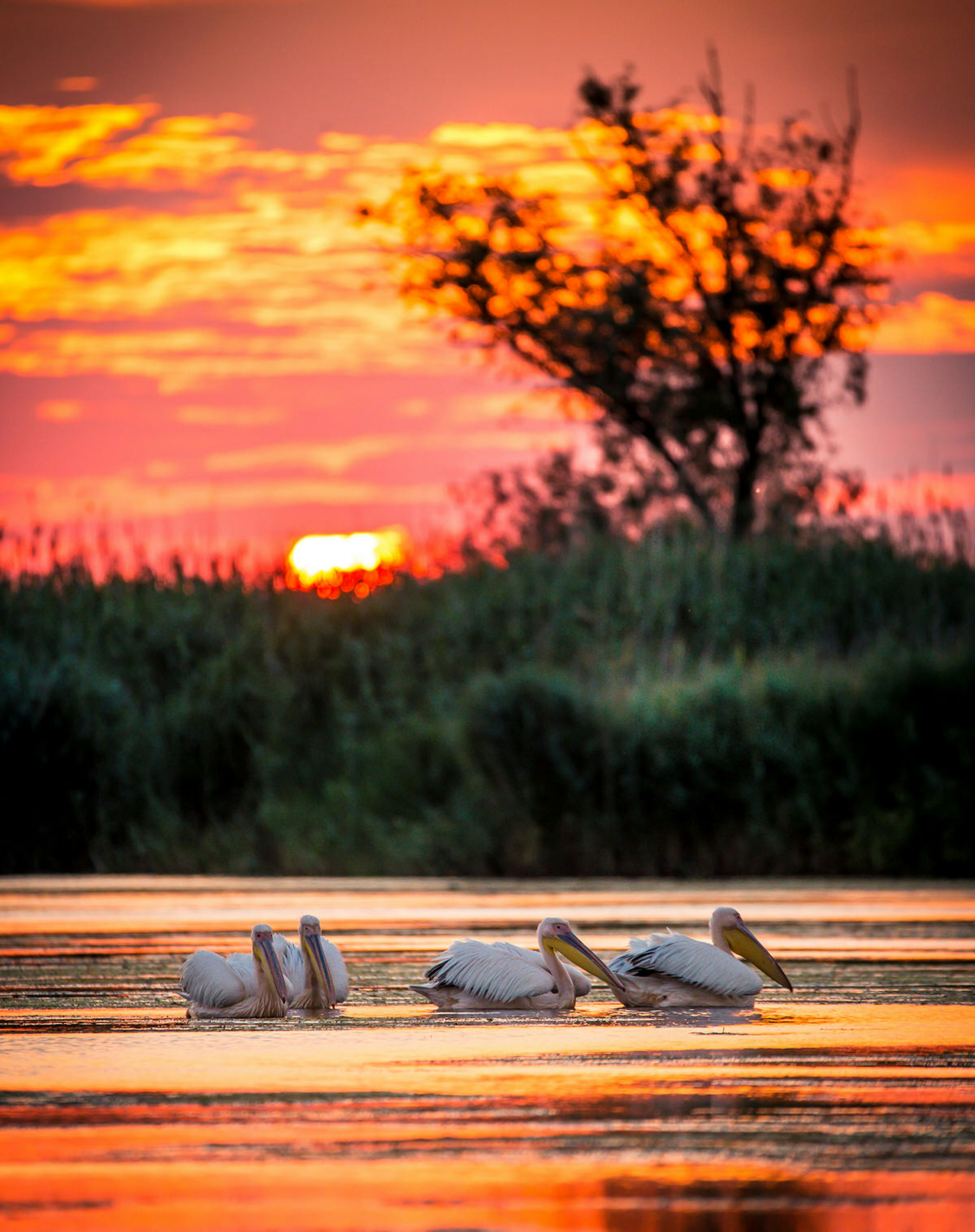 White pelicans at sunset on the Danube Delta, Romania © Calin Stan / Shutterstock