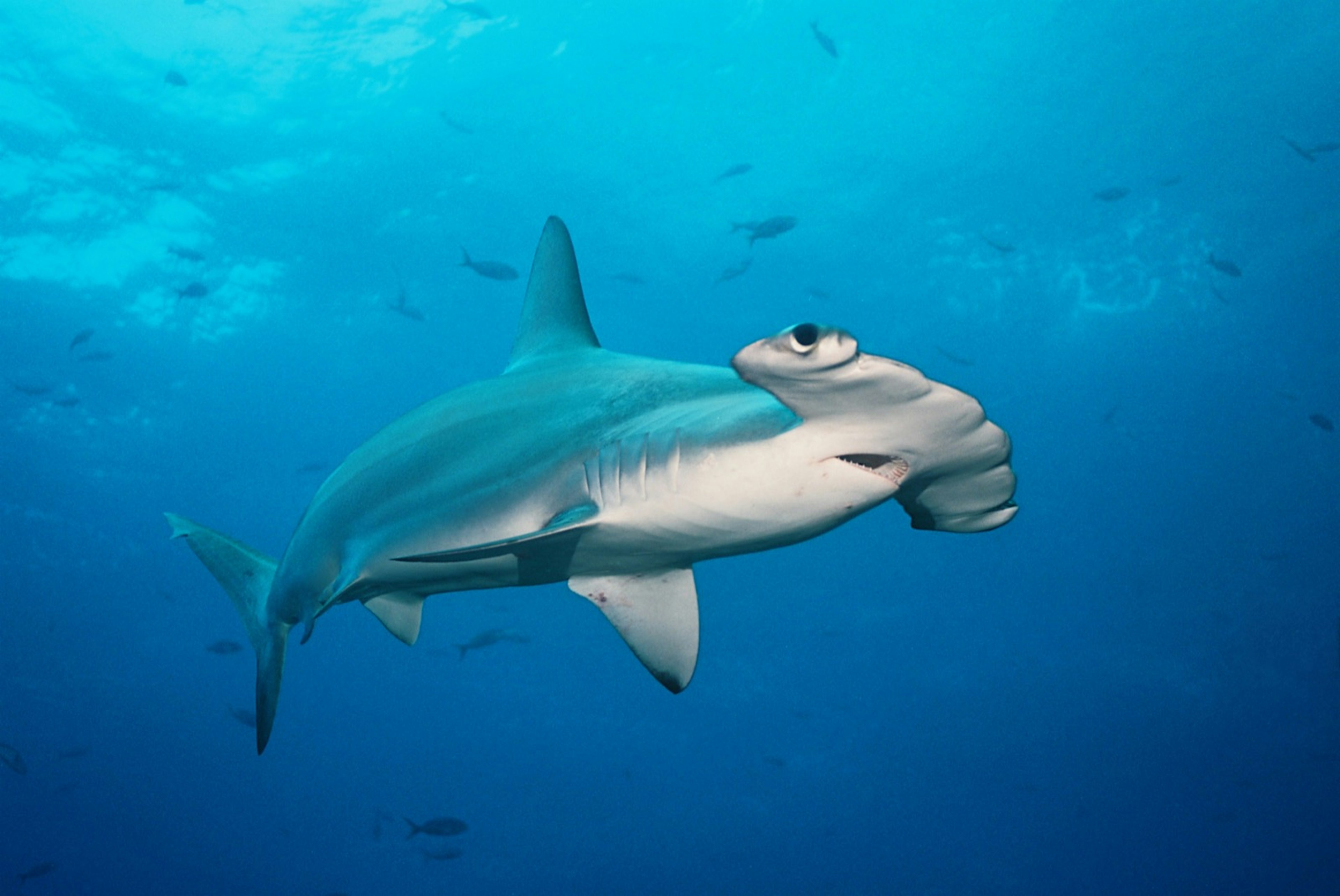 A hammerhead swims above