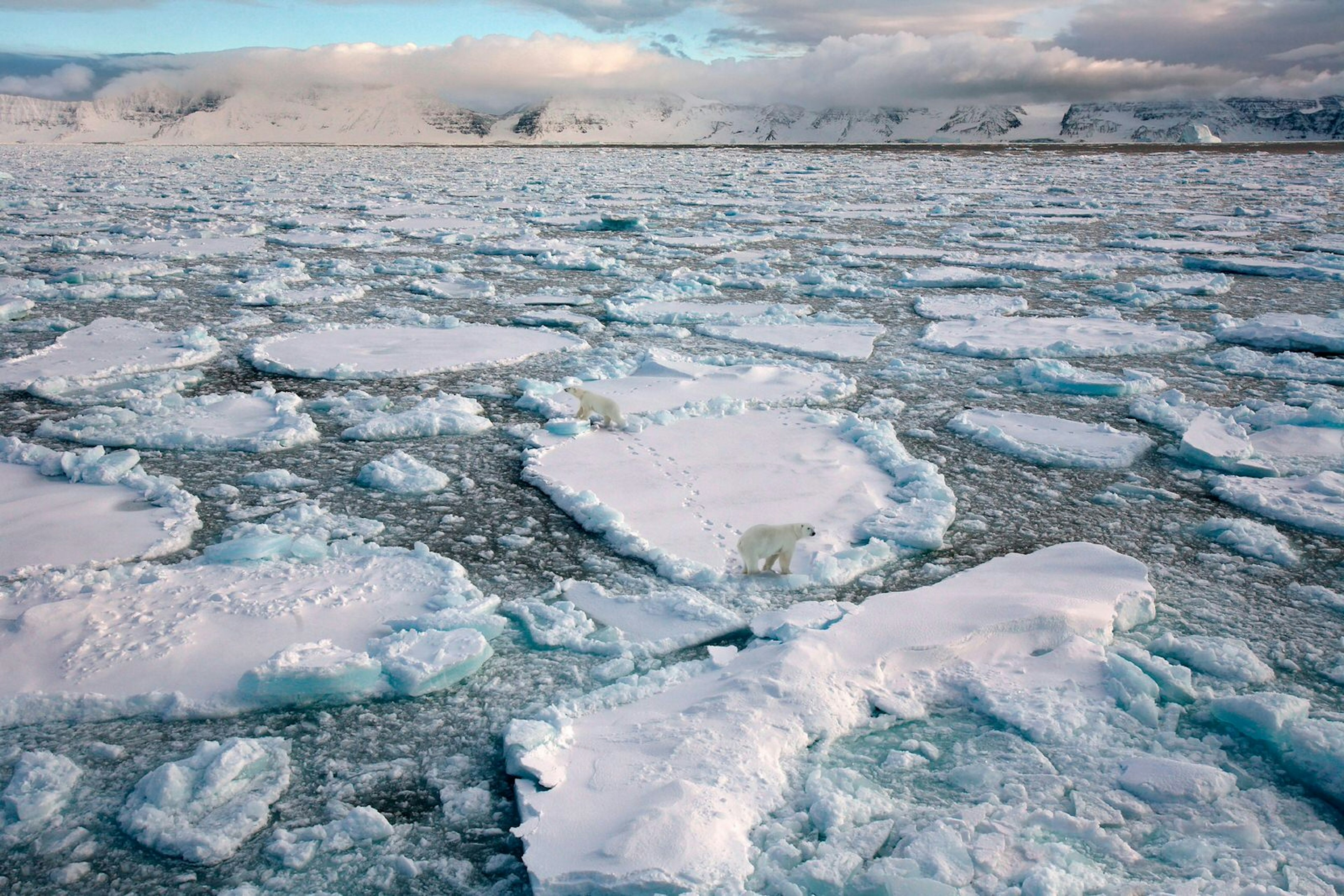 Polar bears are not native to Iceland, but a handful have crossed from the sea ice off eastern Greenland in recent years © Steve Allen / Getty Images