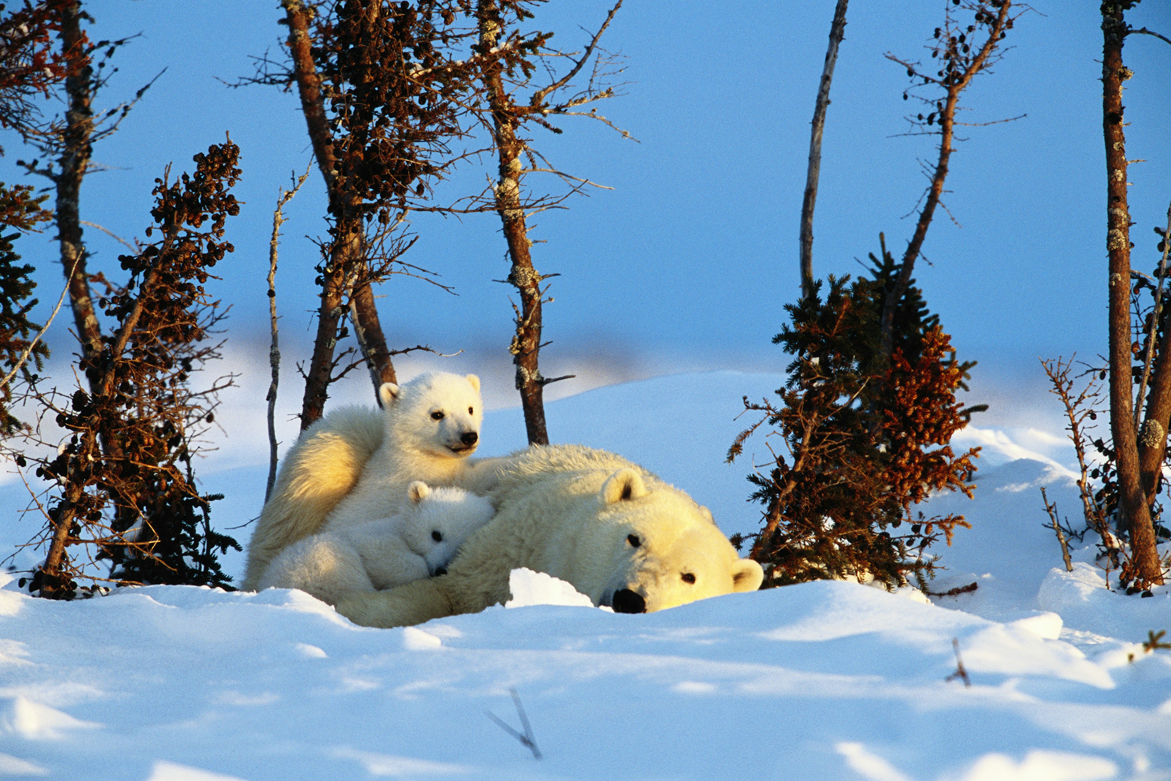 Polar bear (Ursus Maritimus).
71620448