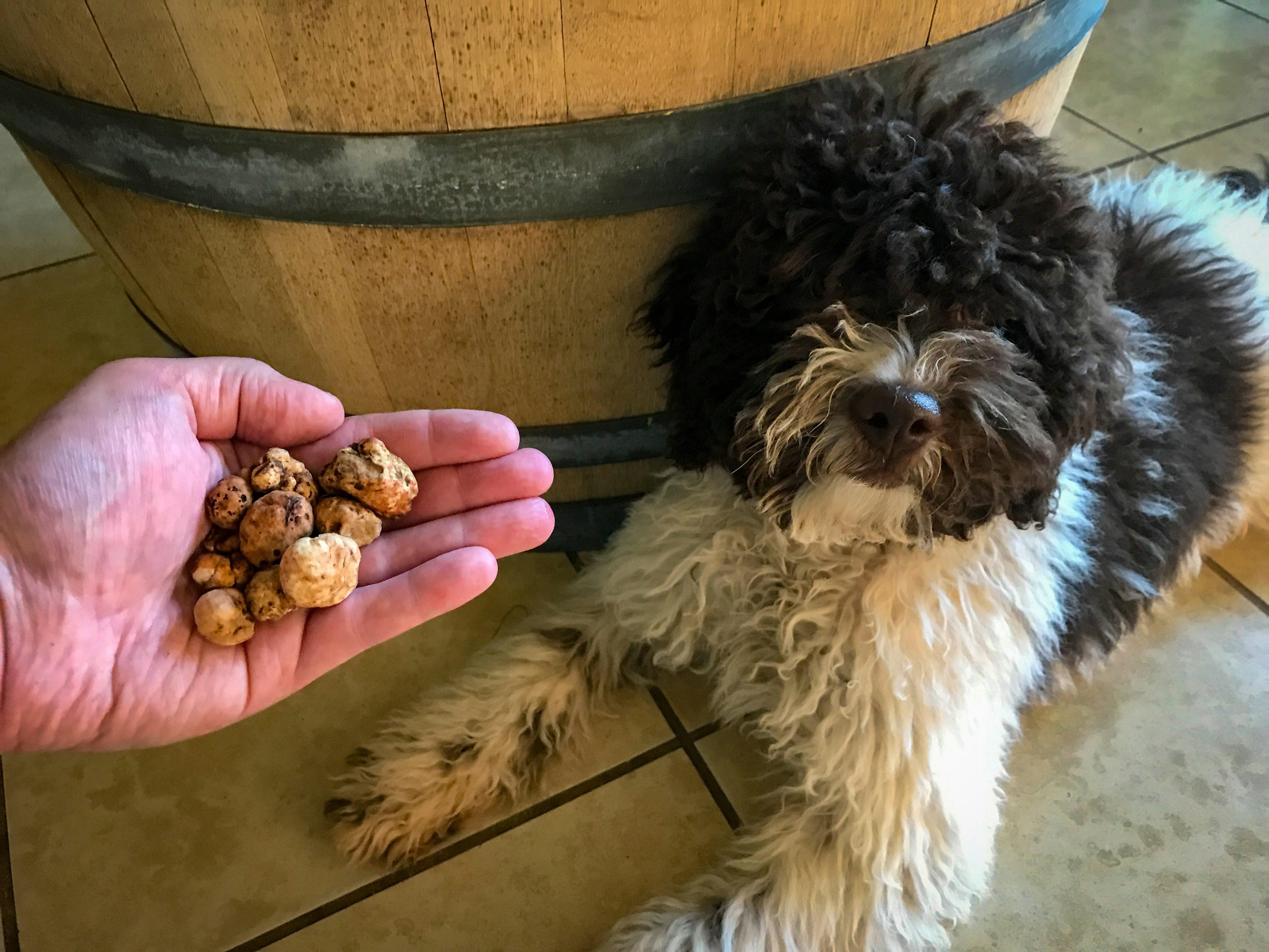 A hand held outstretched with truffles, with a shaggy dog in the background